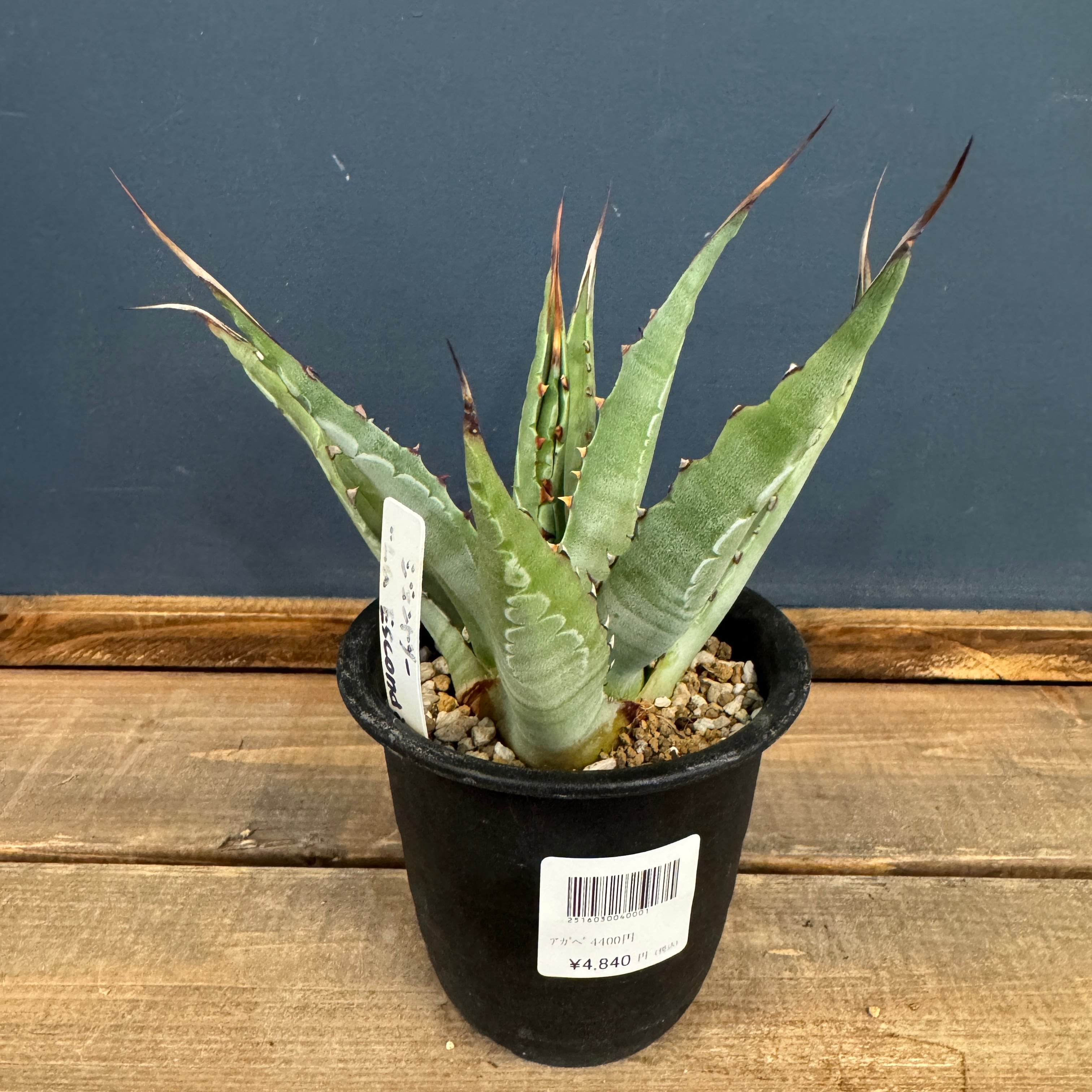 アガベ | PROTOLEAF プロトリーフ