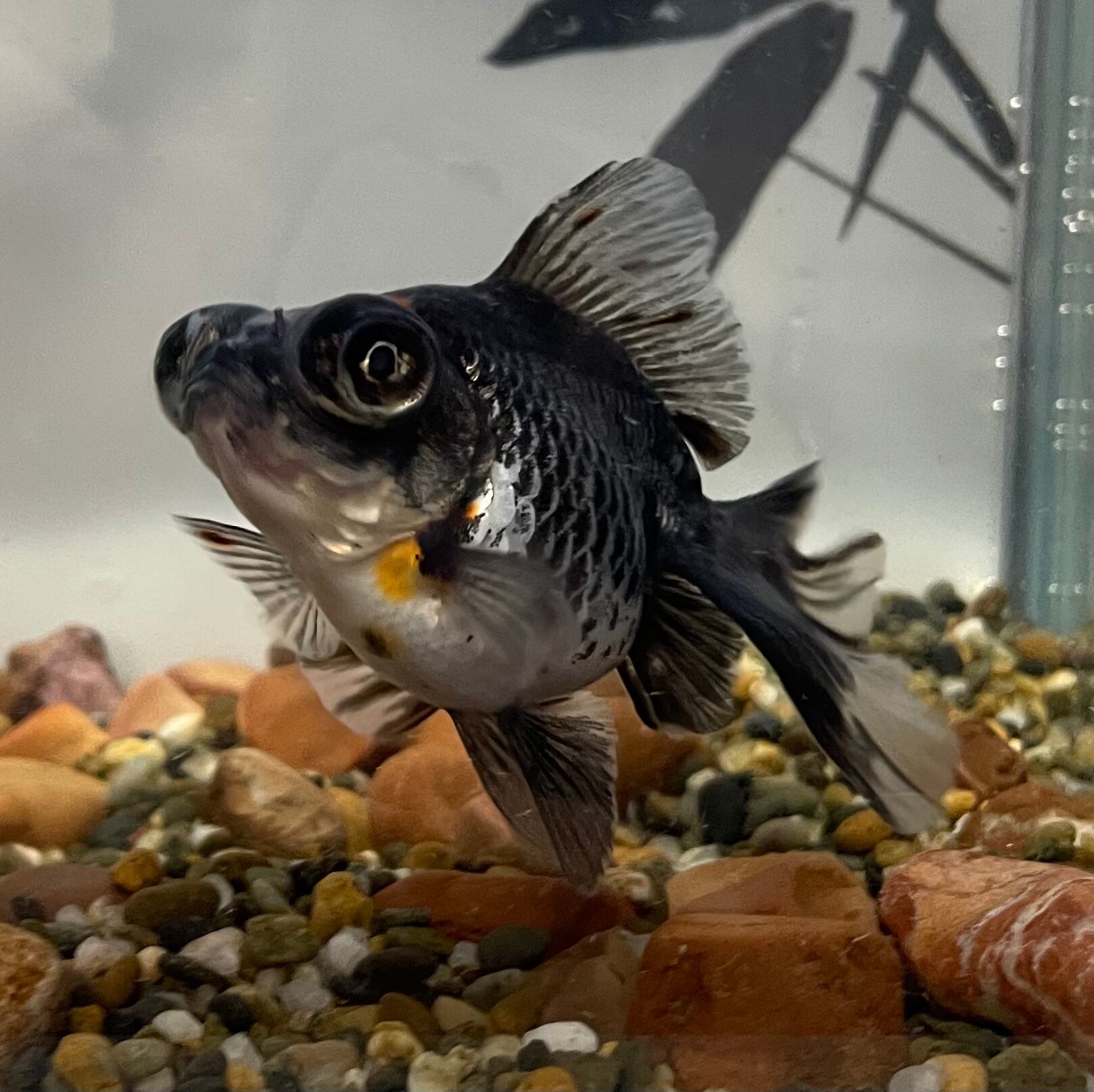 じますが 国産金魚 黒蝶尾 ３匹 沖縄別途送料 チャーム Charm Paypayモール店 通販 Paypayモール じタイプで Headlight Fr