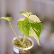 モンステラ・レガシー / Monstera deliciosa ‘Legacy'⑥