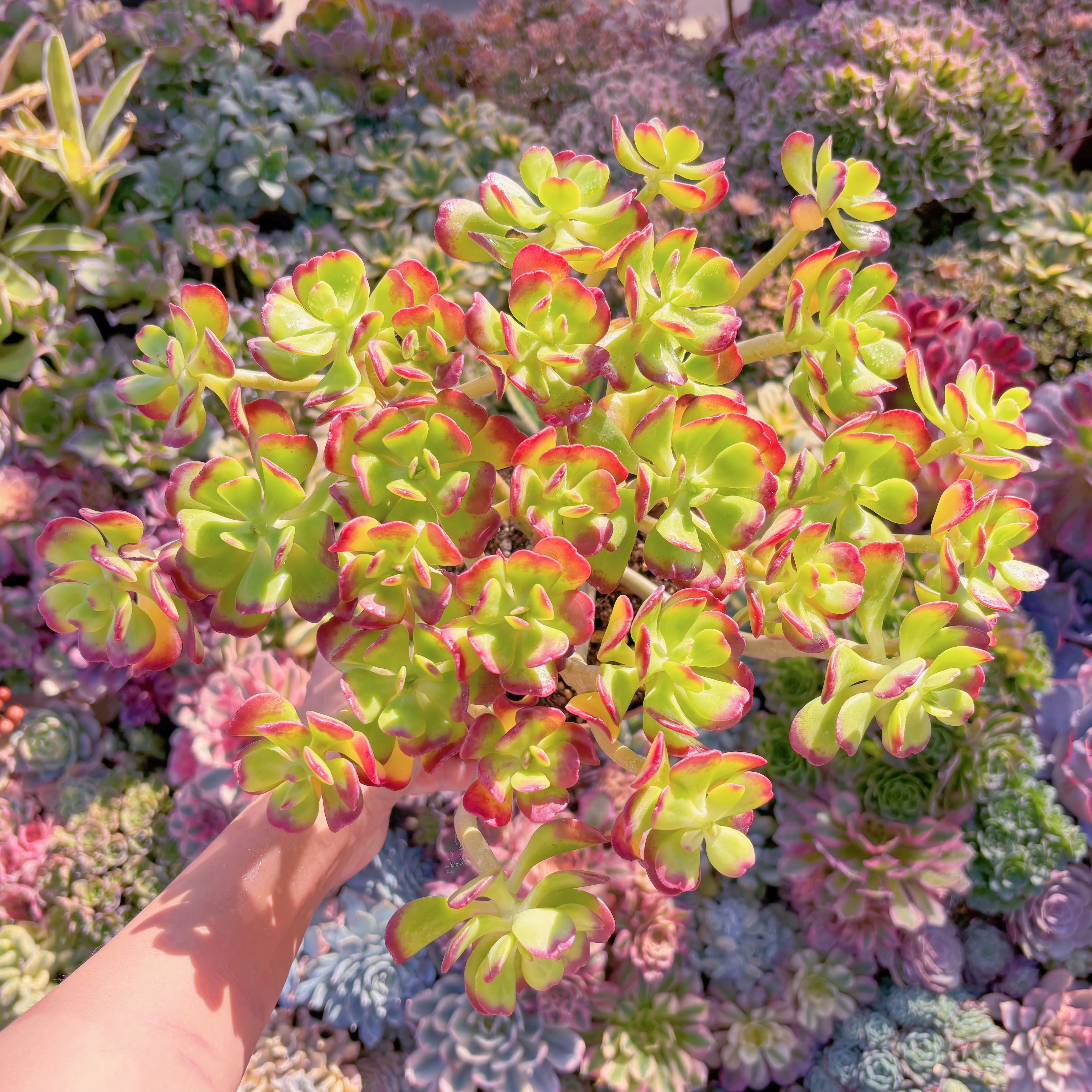 多肉植物 アエオニウム 孔雀白錦 美苗 #孔3 | Pay ID