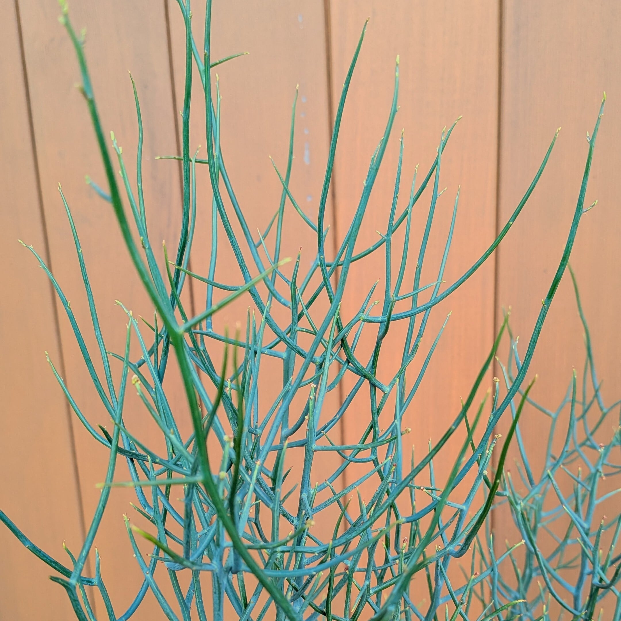 アカシア・スピネセンス | PLANTSHUSET