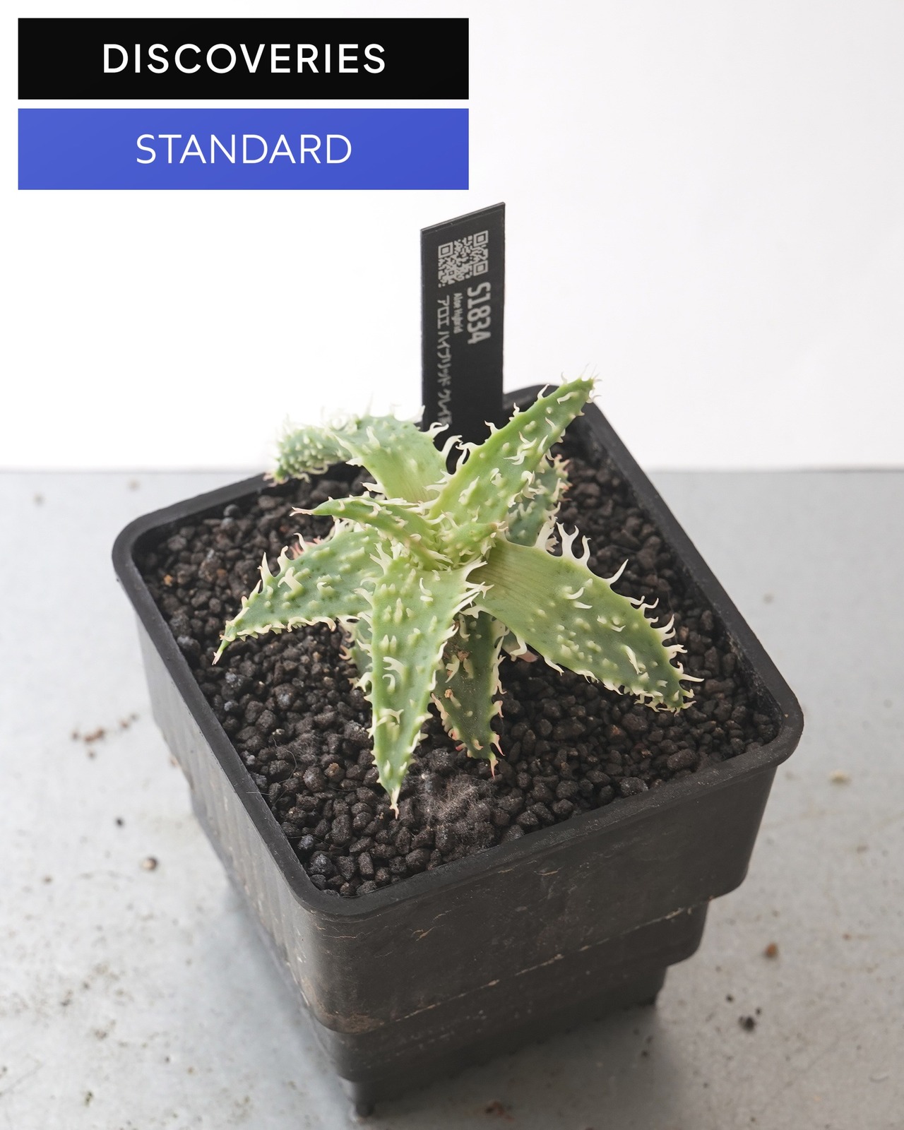 抜き苗 アロエハイブリッド クレイ系 M Aloe Hybrid