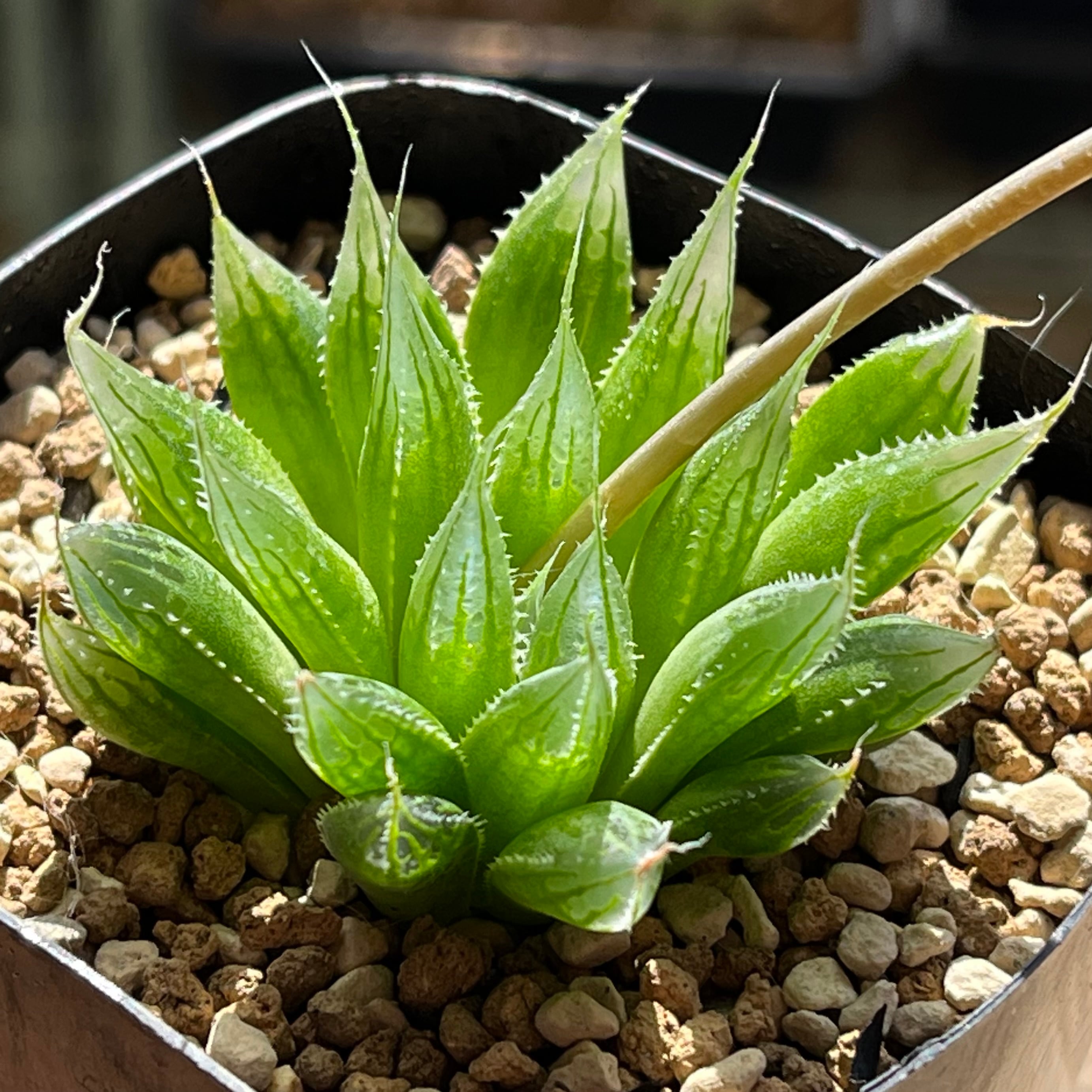 ハオルチア 花狐錦 | mocono_plants