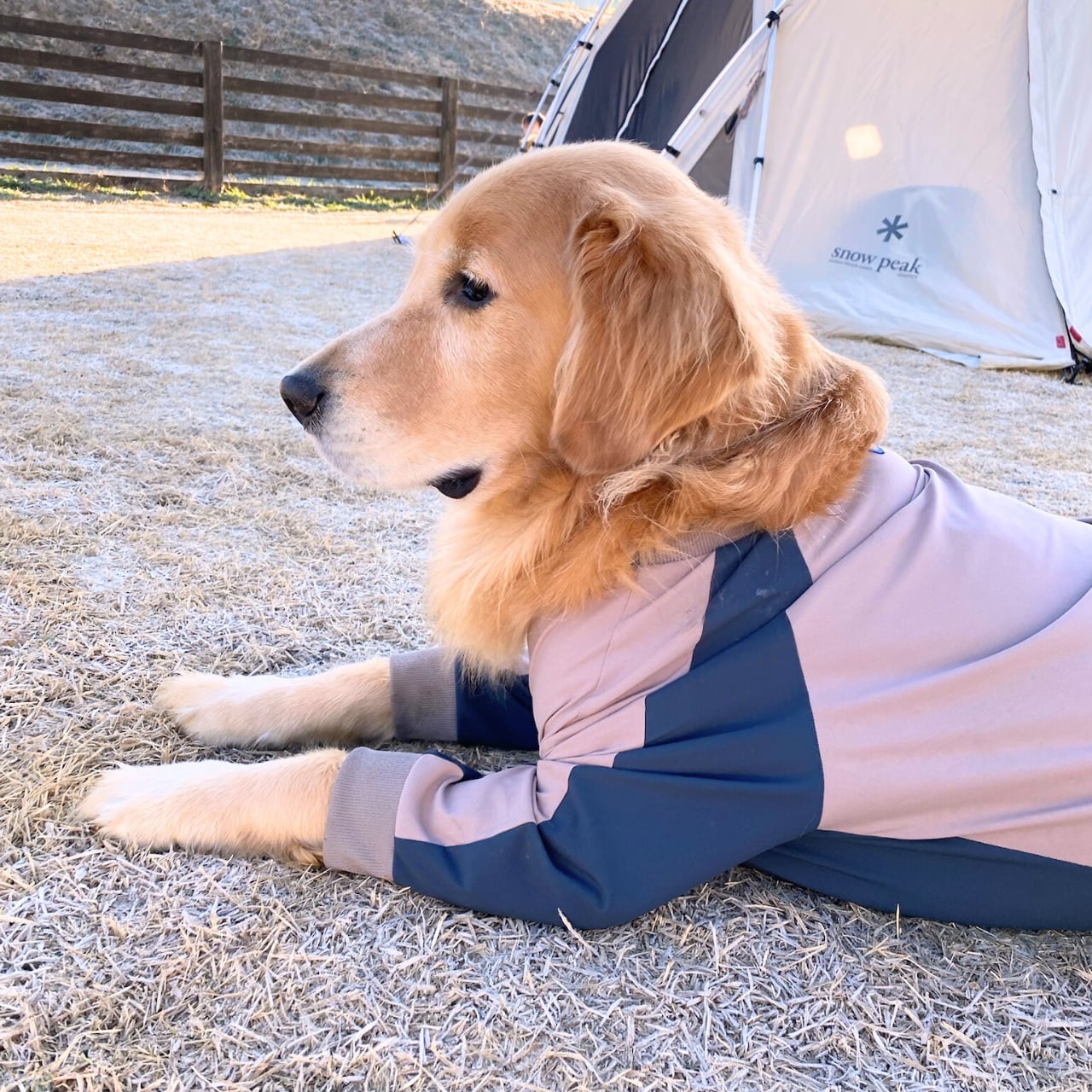THE DAY Go-Dog Rompers <2Lサイズ>