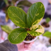 Anthurium Hookeri "Sweeta Pink Polkadot"｜アンスリウム フーケリー ピンク③｜希少な交配種｜観葉植物
