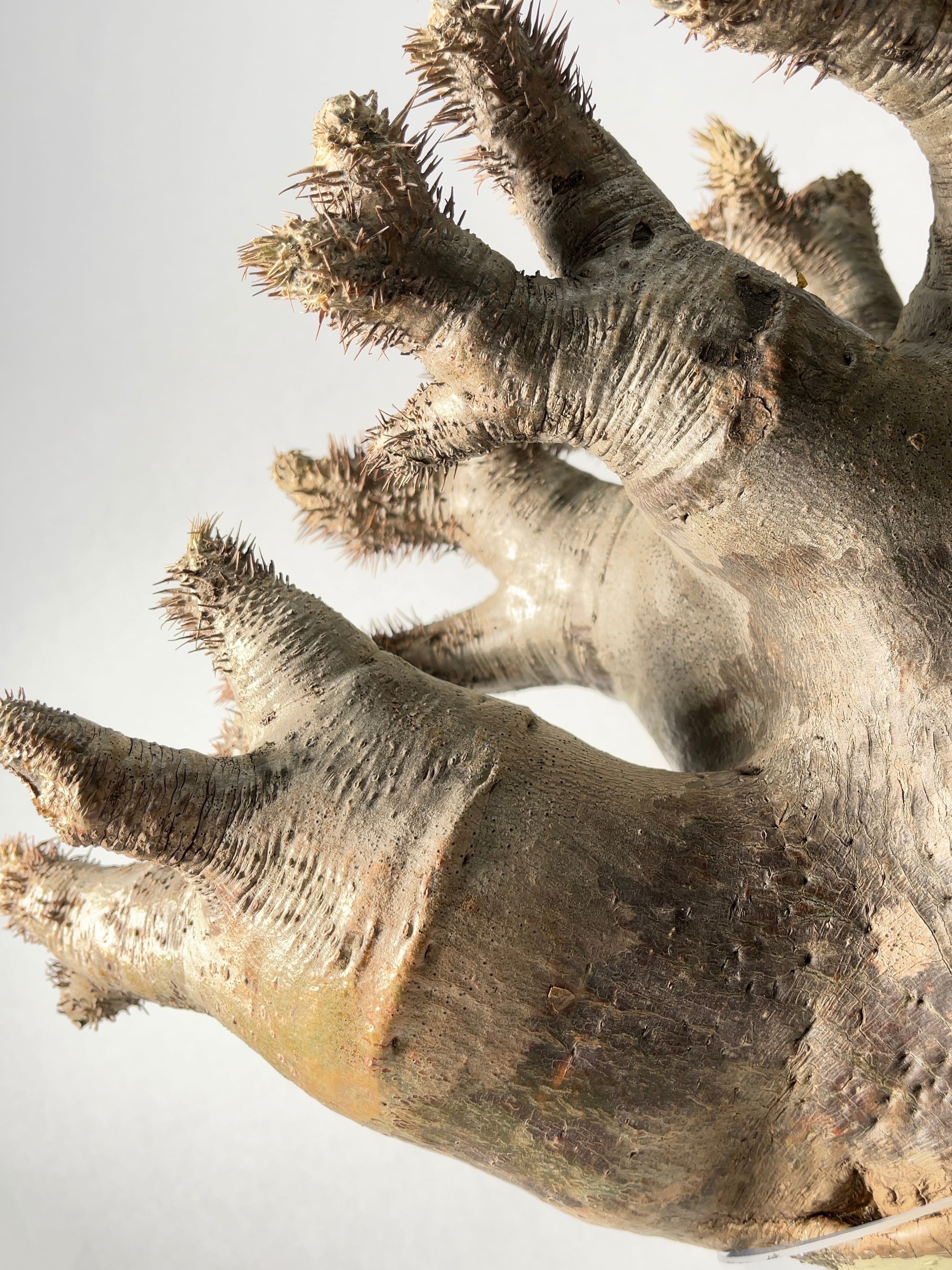 即決特価 パキポディウム・イノピナツム （イノピナーツム） 現地球