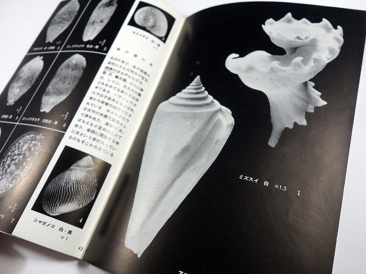貝殻の記憶 日本の貝殻（黒田徳米・堀越増興 監修）- 岩波写真文庫99 | bookstore