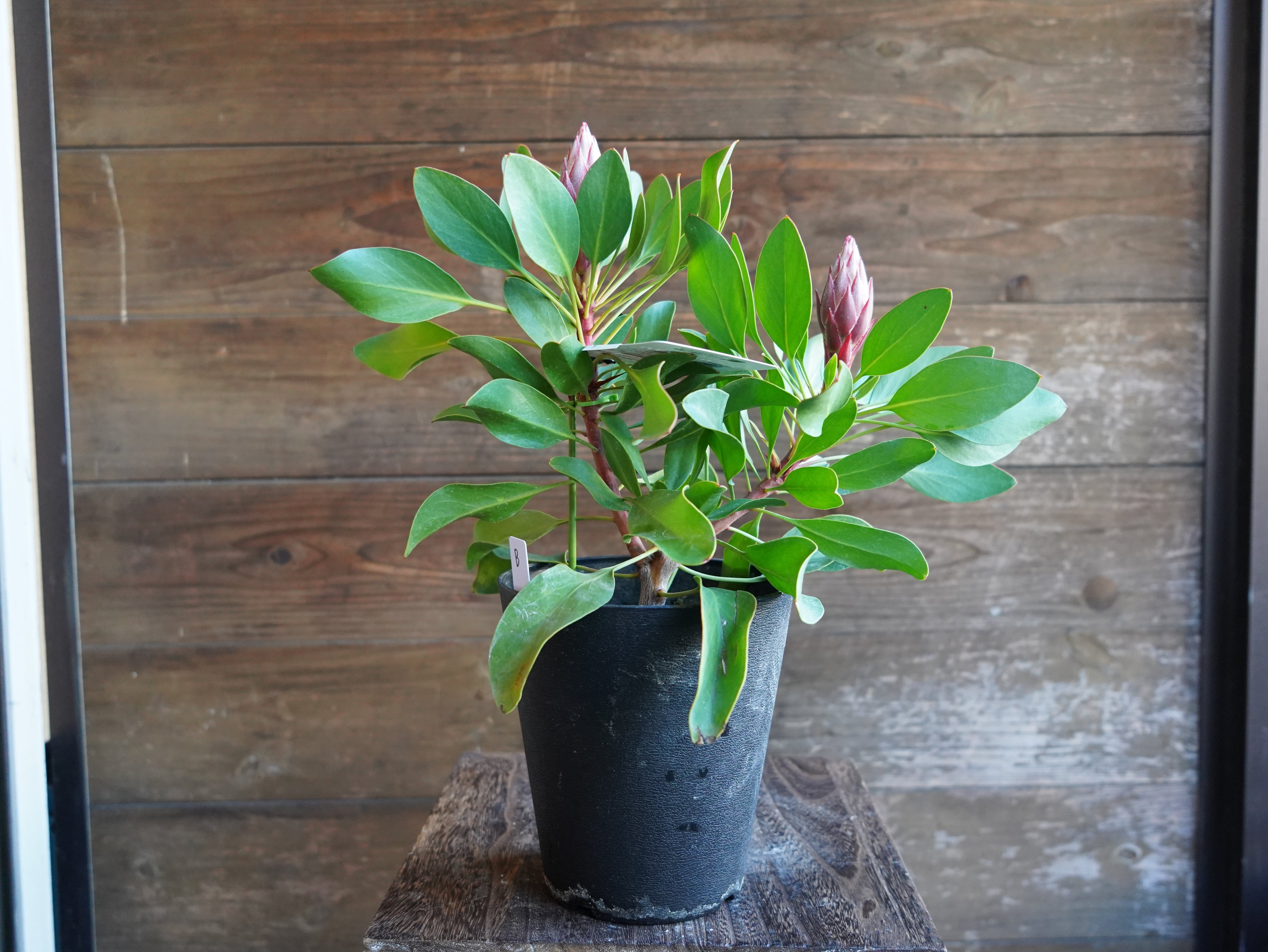 【現物】プロテア　”リトルプリンス”　B