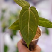 アンスリウム・ミシェル × エースオブスペード / Anthurium 'Michelle'× A. Ace of Spade⑤│観葉植物