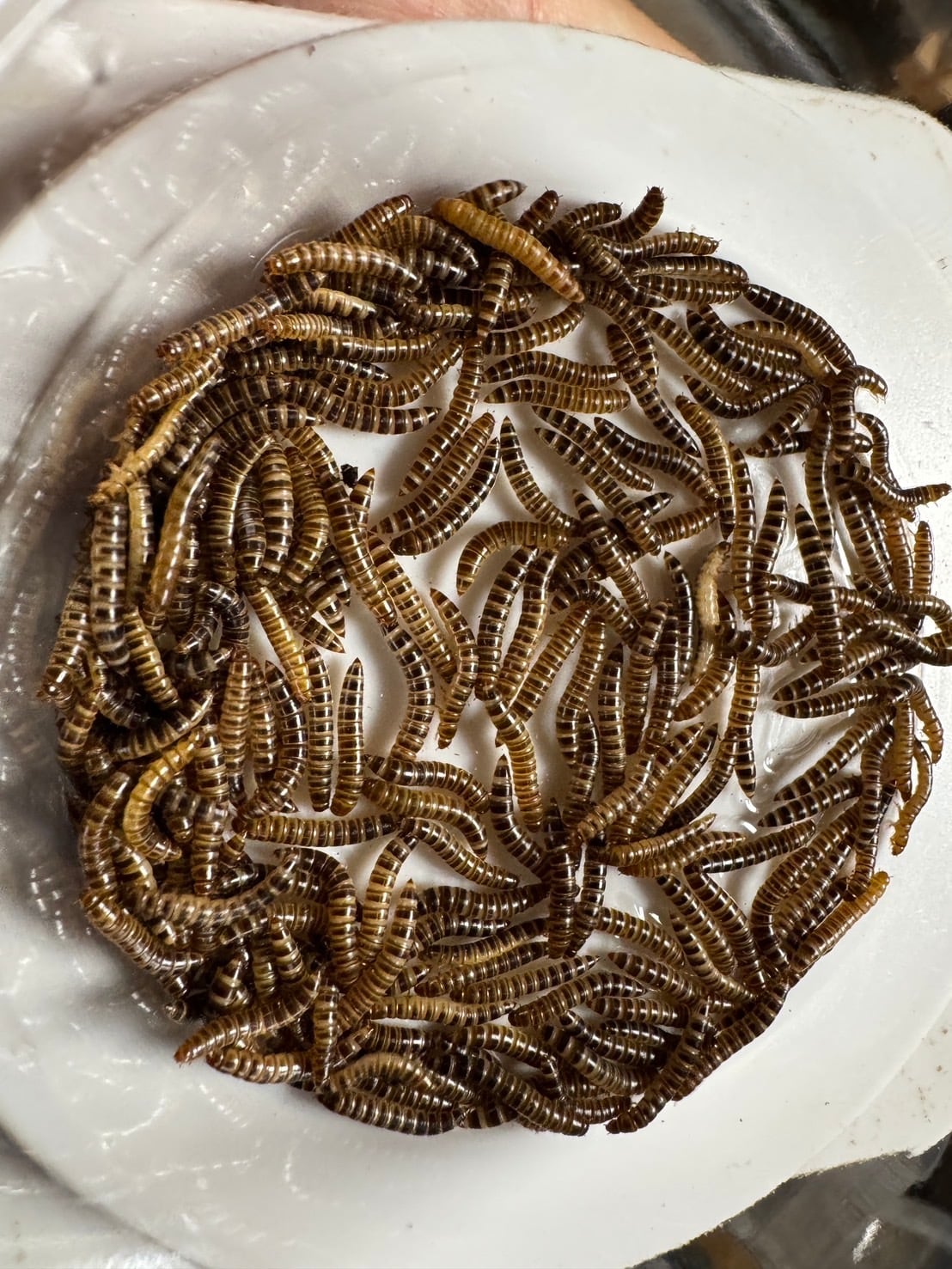 デュビア 1キロ ML成虫混合 | ごちぶり家