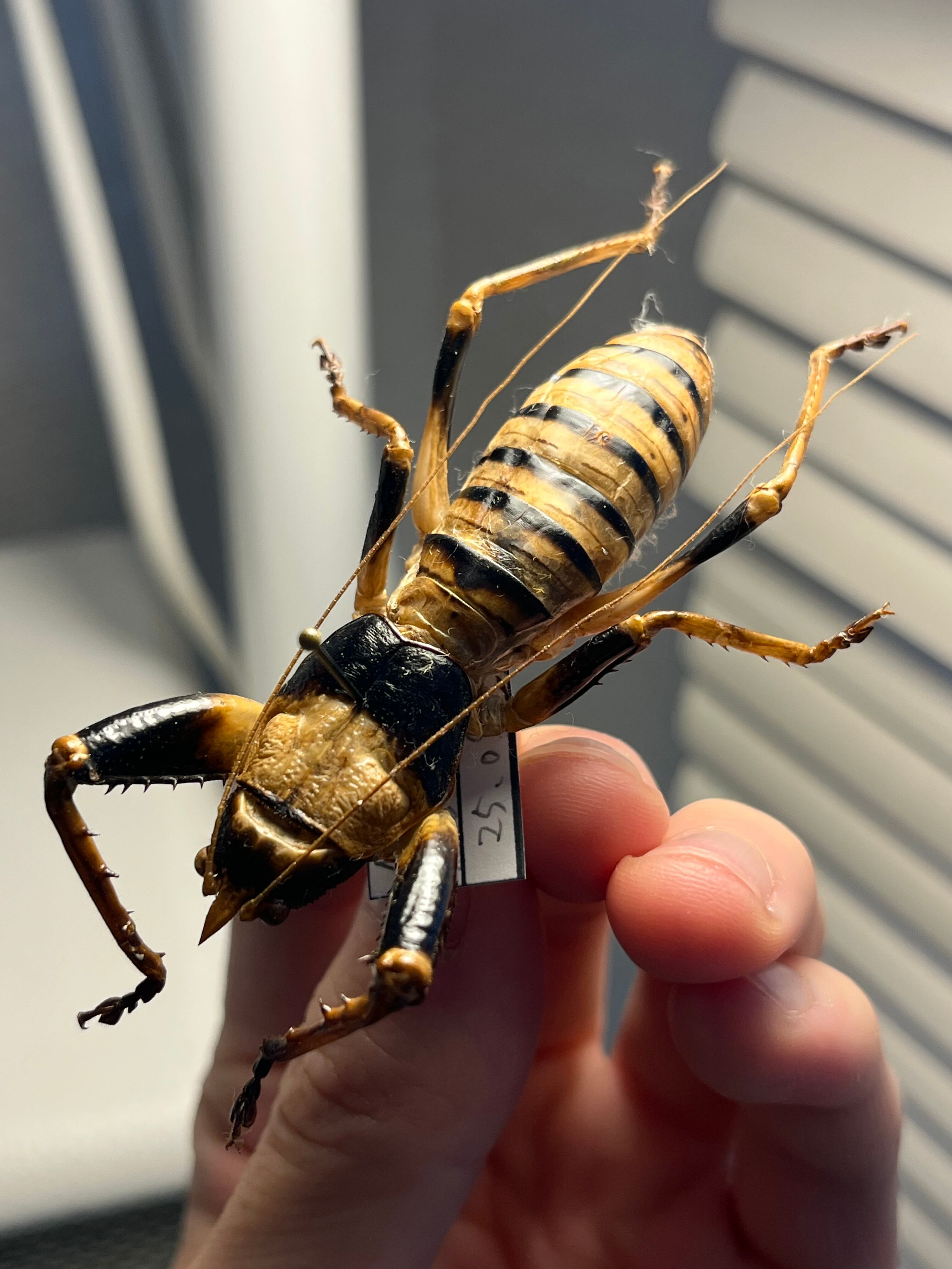 巨大♂】ロブスターキリギリス マッチョキリギリス コロギス リオック