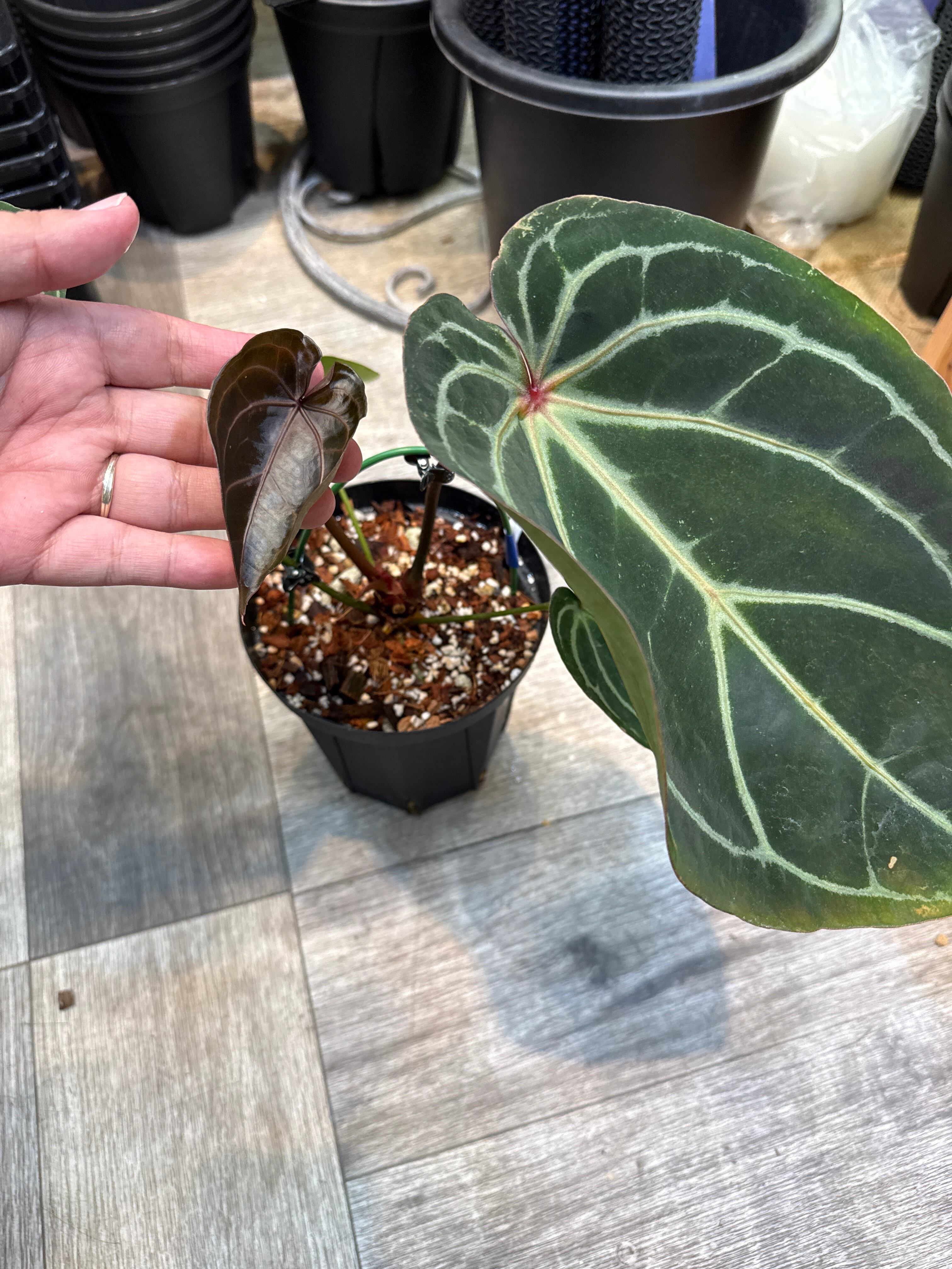 A. crystallinum 'Red scarlet' | Gardenえん 【観葉熱帯植物】
