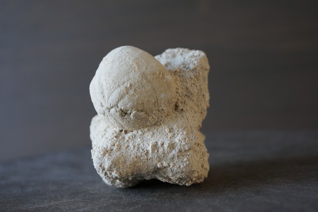 ウニ化石　母岩付き　Rhyncholampas trojanus　1006