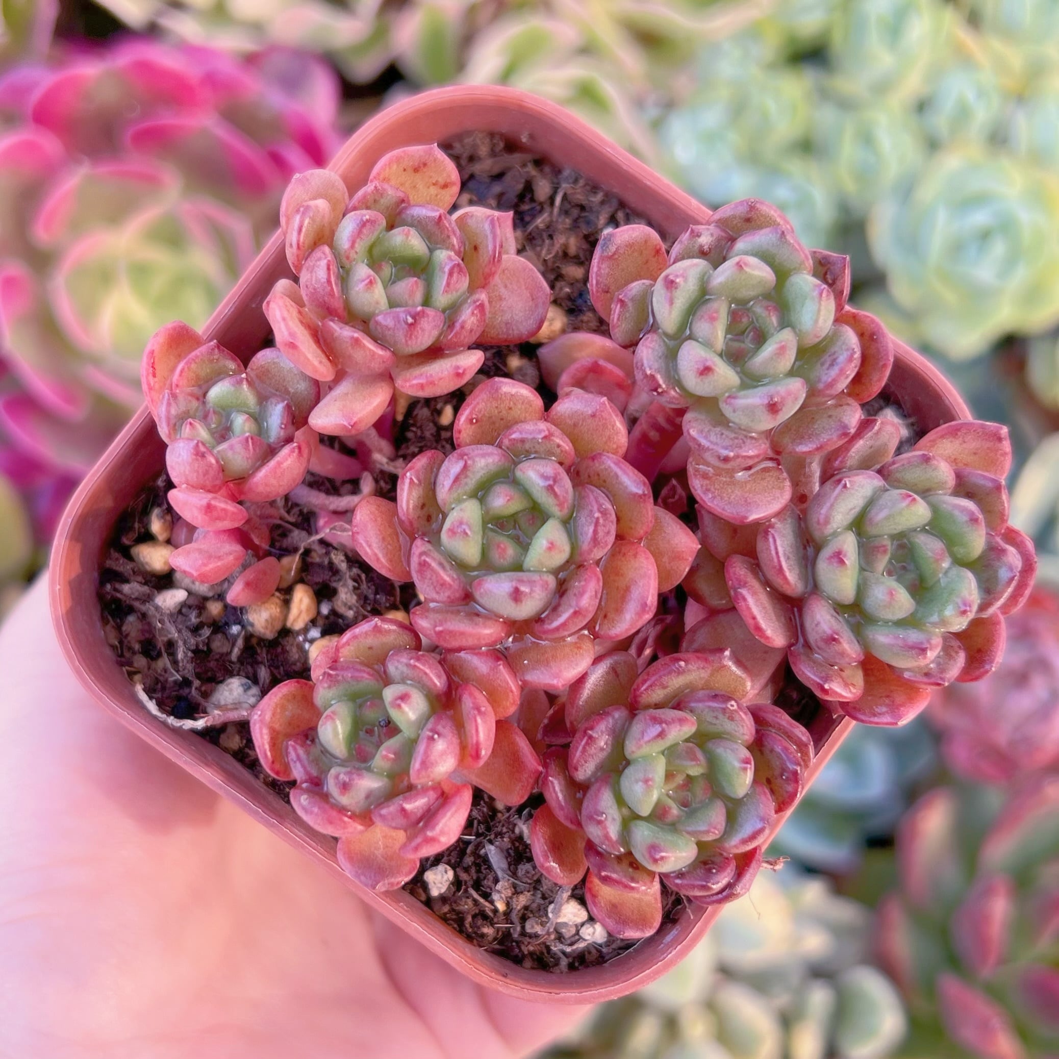 現品　ピンクルルビー#B53　群生　るる農園