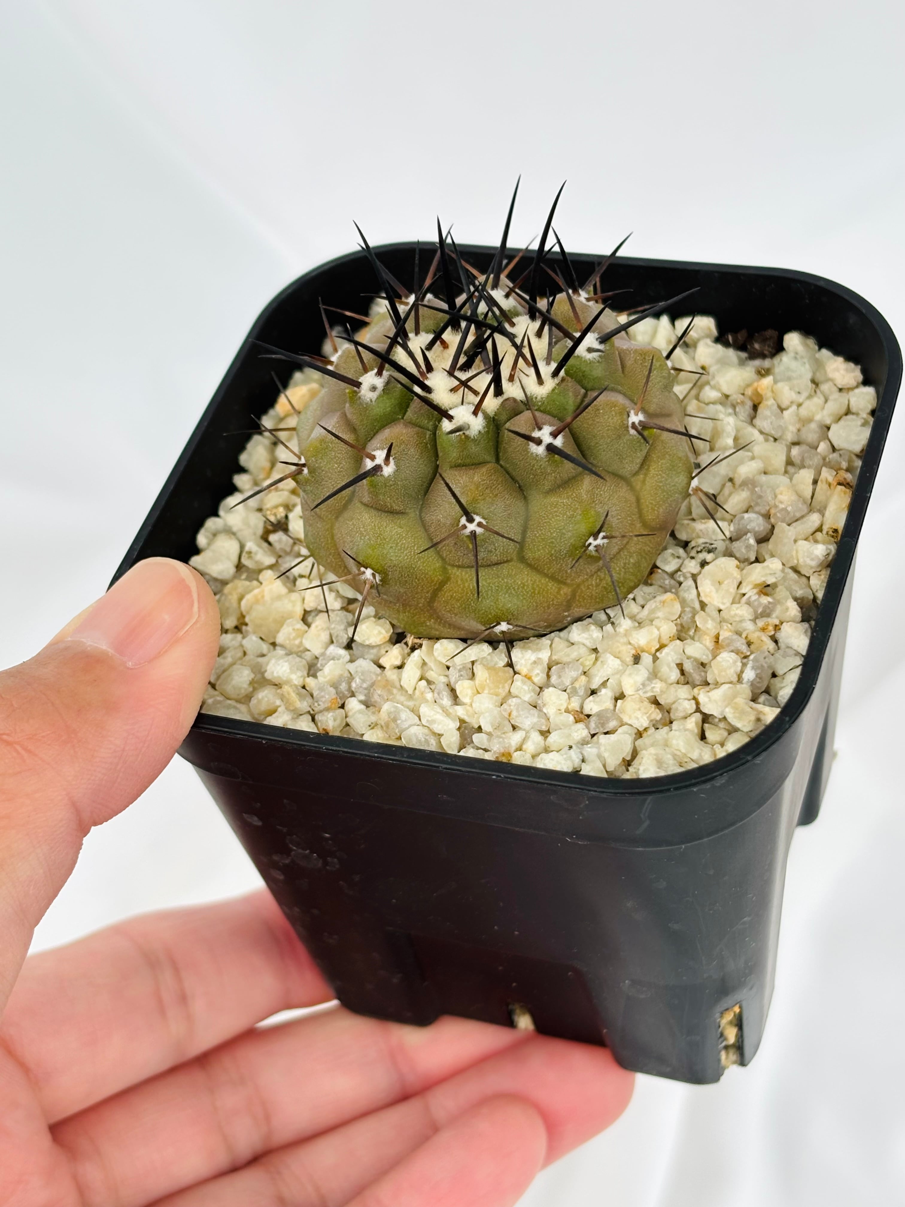 Copiapoa cinerea コピアポア シネレア 黒王丸 サボテン | plants MARU