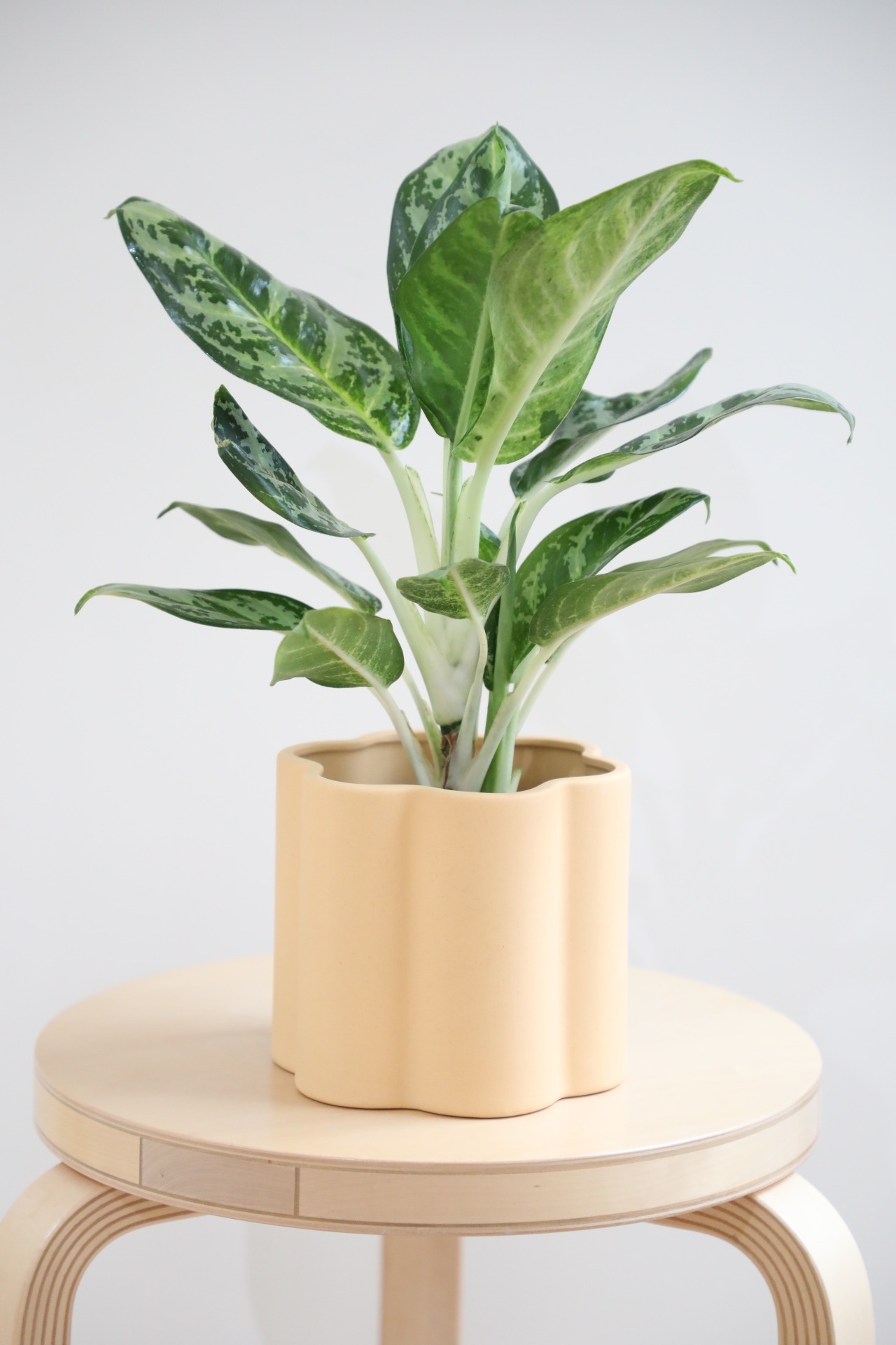 【S】アグラオネマ モラコツ/Aglaonema