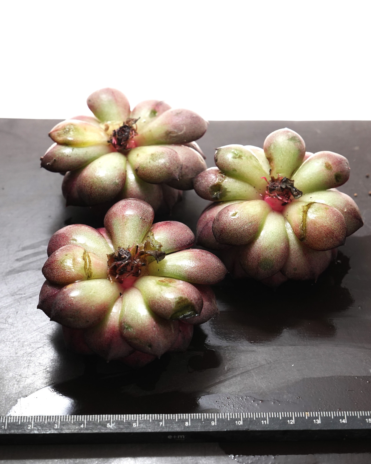 カット苗 コーラルジェニー 【日本初上陸?!】 Echeveria 'Coral Jenny'