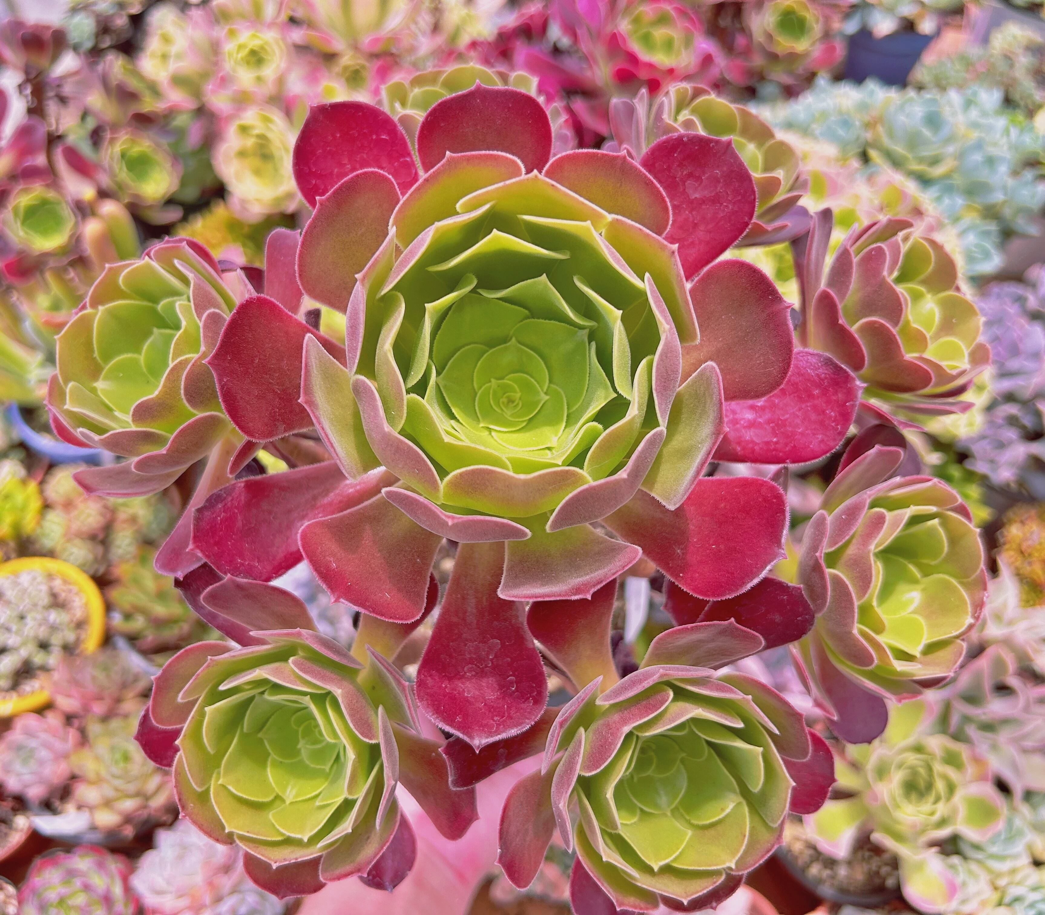 #543現物　多肉植物　ローズ法師　特大　抜き苗