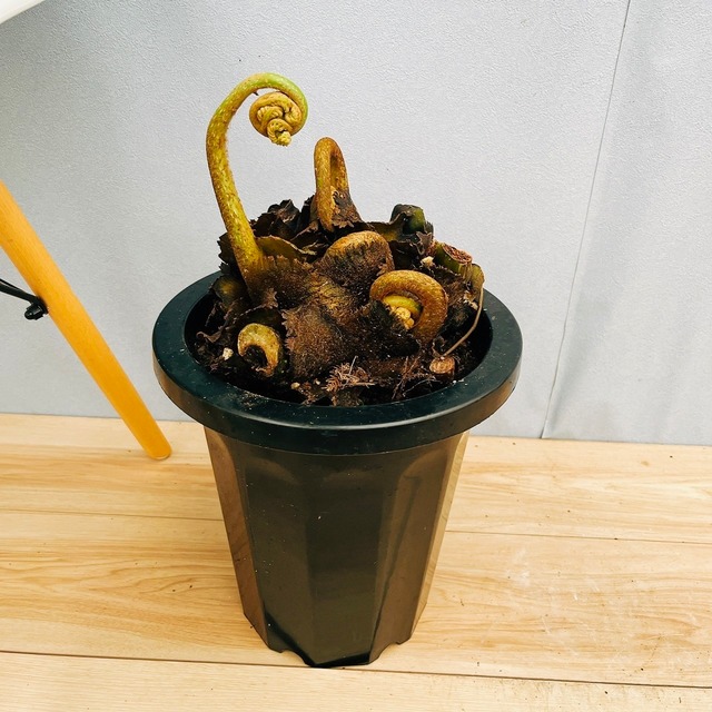 現品］【希少】迫力満点！ アカシア ゴールドチップ 12号 観葉植物 
