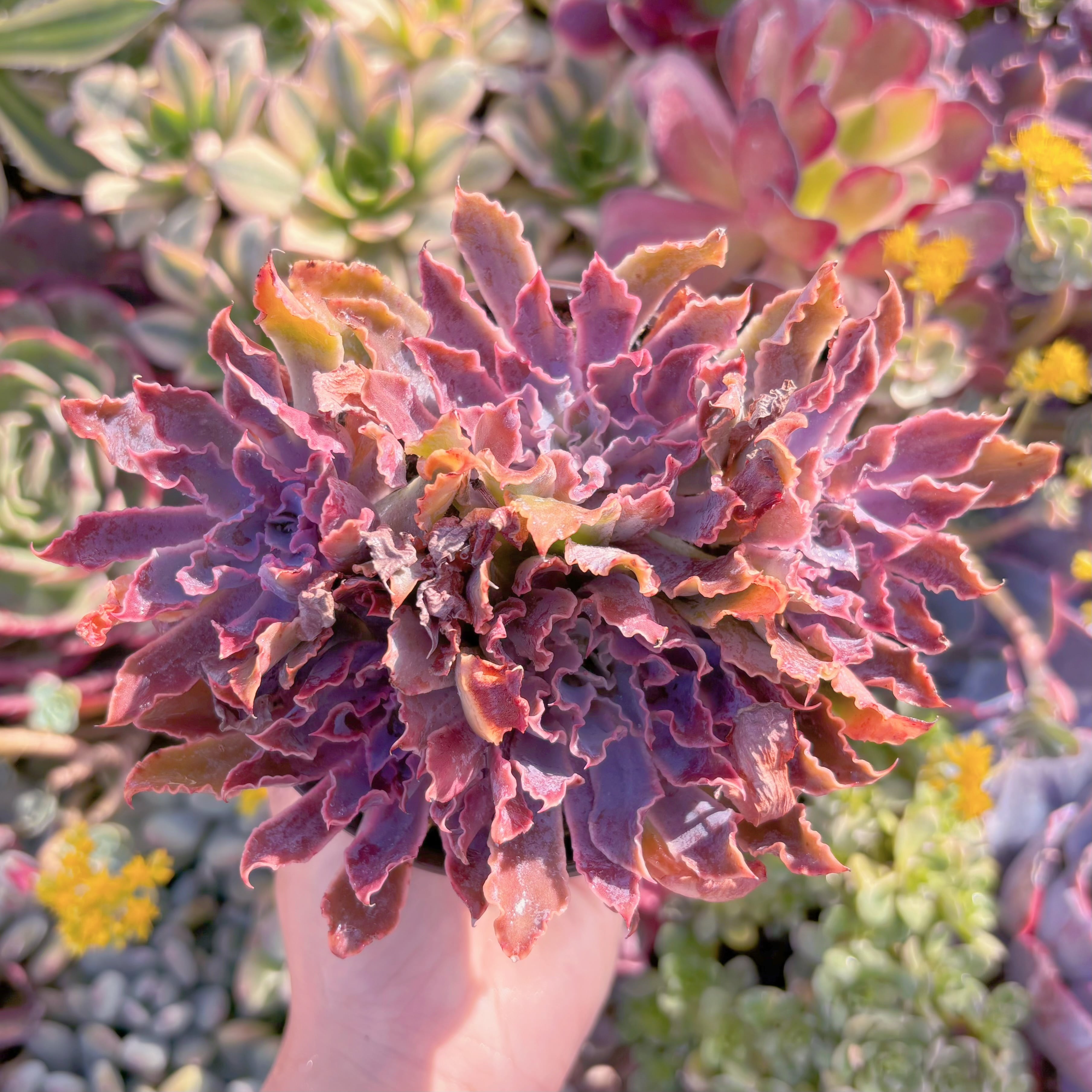 現品　シャビアナ#A074　群生　るる農園