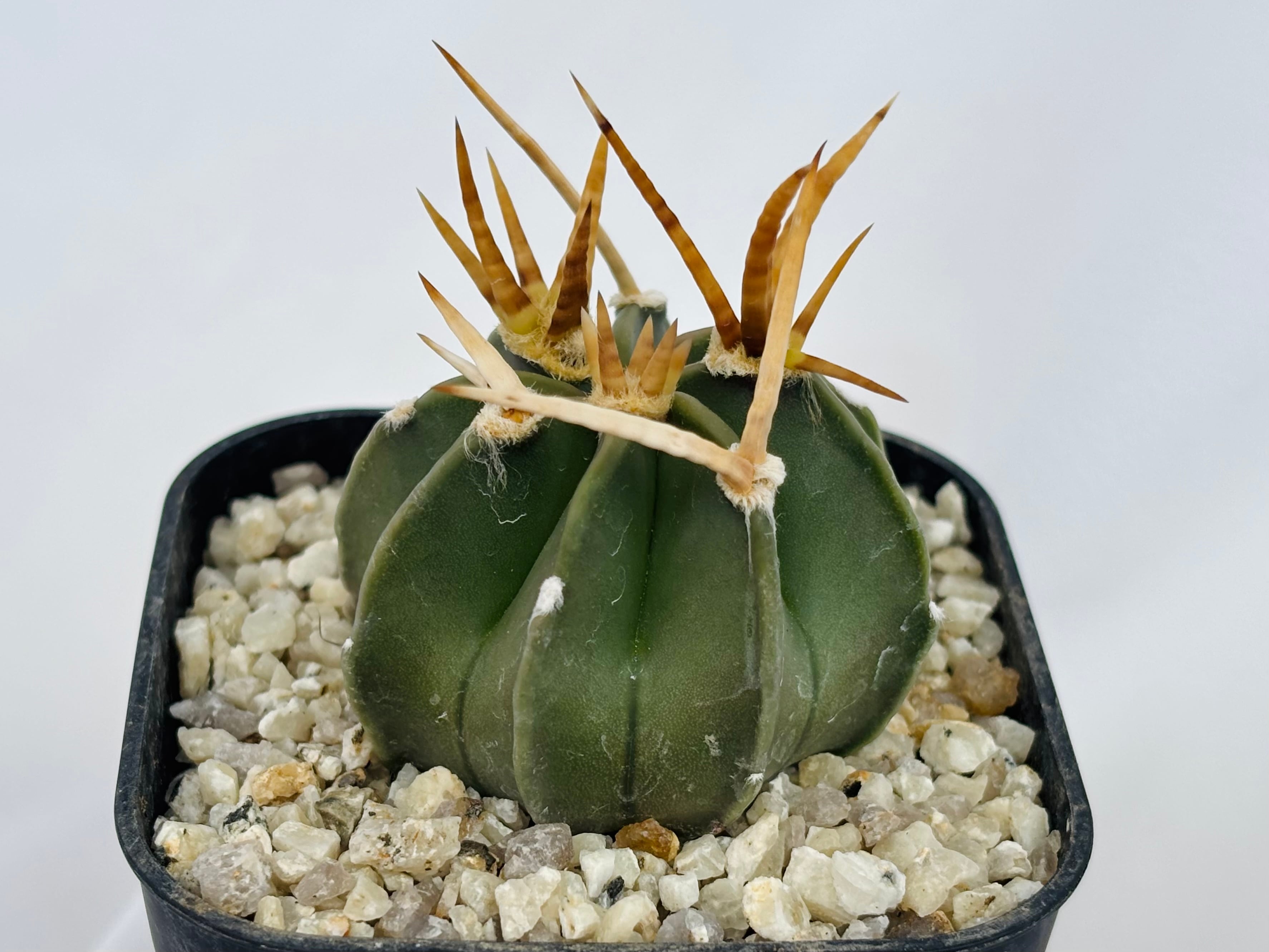 Astrophytum capricorne v. crassispinum アストロフィツム 水牛大鳳玉