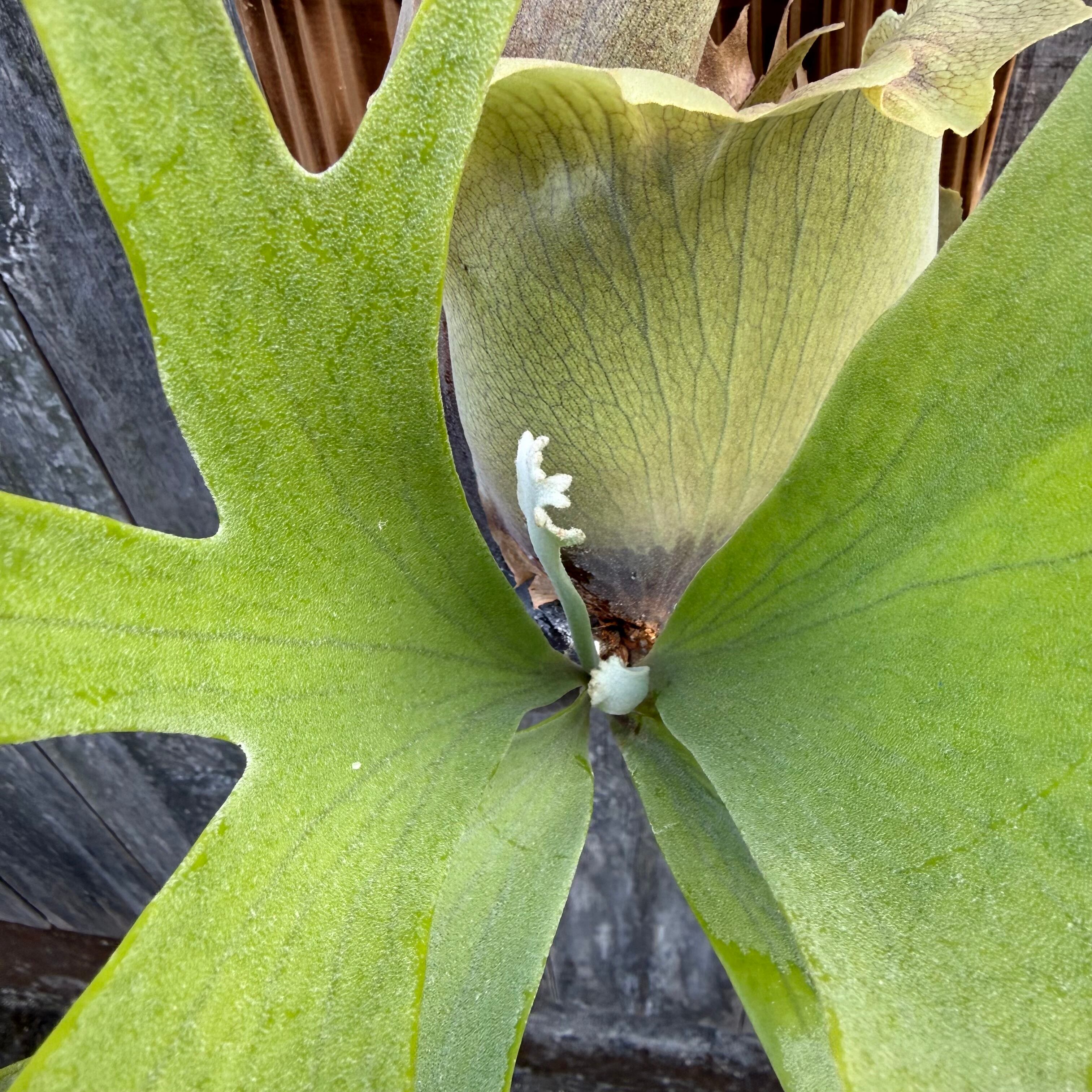 Platycerium bifurcatum Popcorn (pup) | naturefix