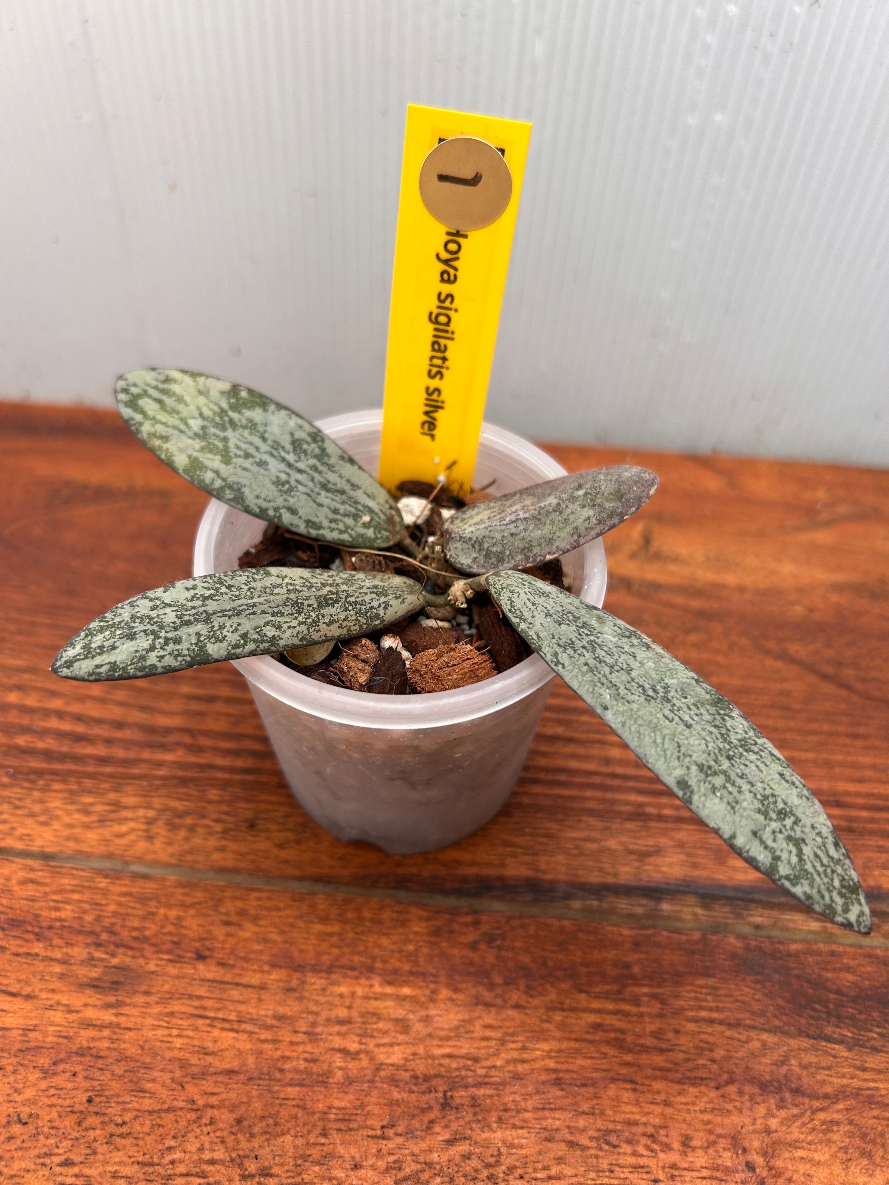 その他観葉植物 HOYA sigilaris silver ホヤ シギラティス シルバー ① | BALI-AN 園芸