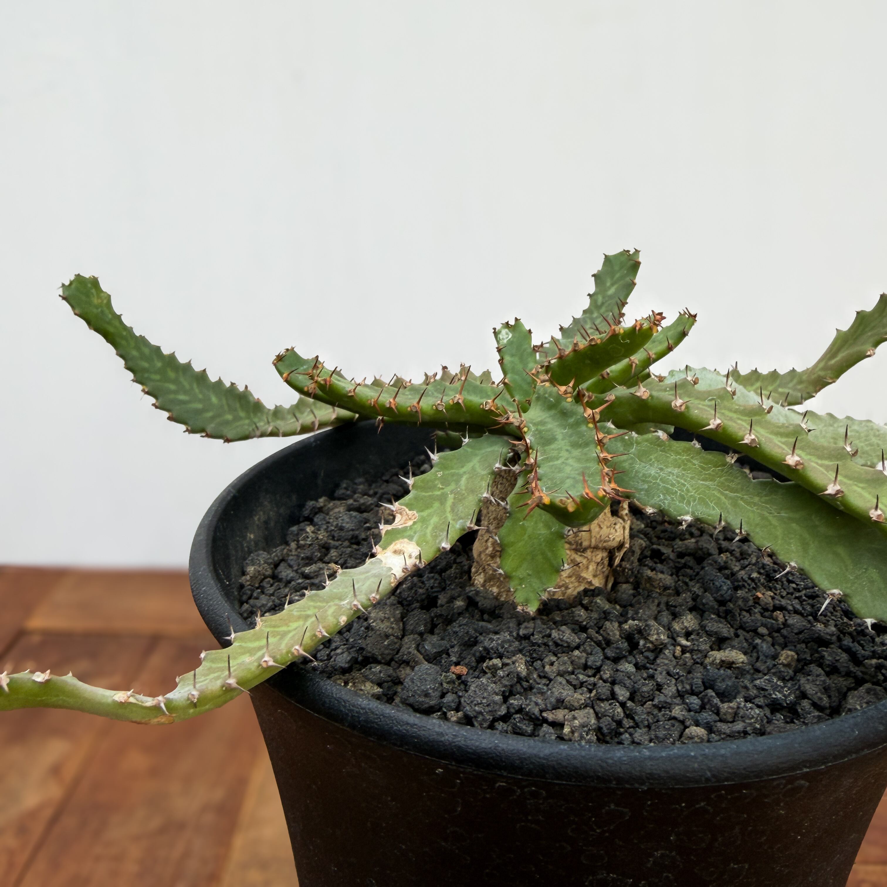 Euphorbia stellata【ユーフォルビア・飛竜・実生】 | RIMO'S GREEN