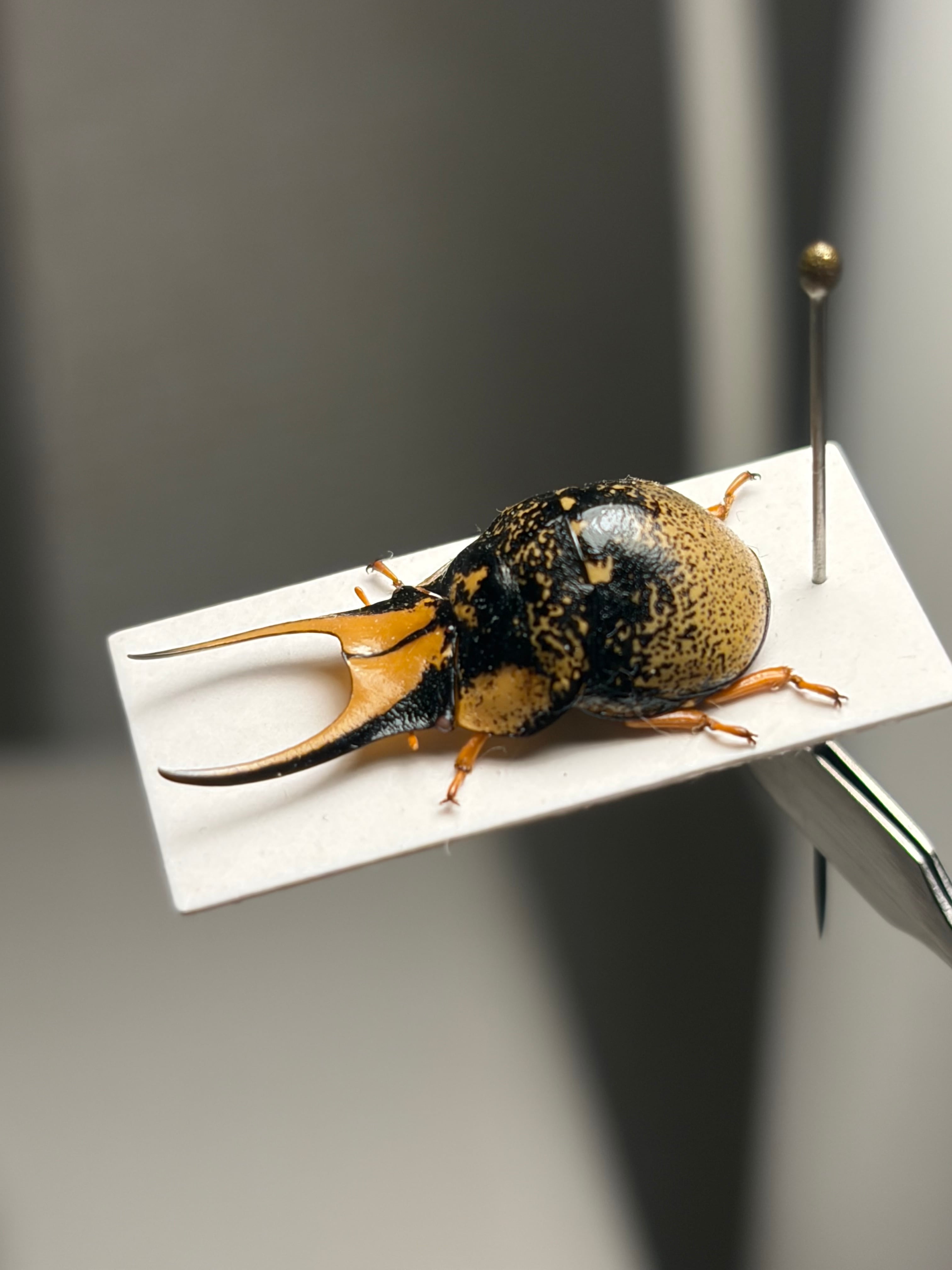 【特大ペア】幻のクワガタマルカメムシ 標本とんでもない甲虫 BRUTUS珍奇昆虫 特大ペア】幻のクワガタマルカメムシ 標本 とんでもない甲虫 BRUTUS
