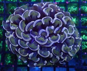 【現地買付】Ancora "DragonScale"
