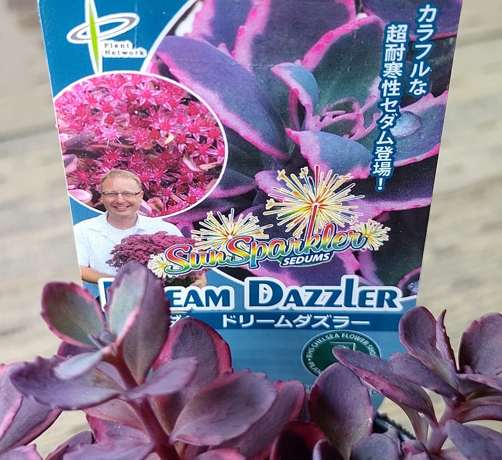 ドリームダズラー | RuPo 多肉植物専門店