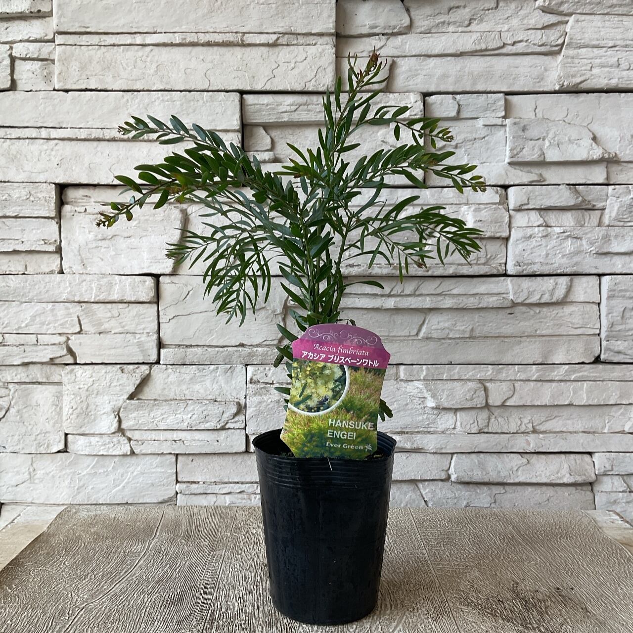 アカシア ブリスベン ６寸ロング鉢アカシア ブリスベン ６寸ロング鉢