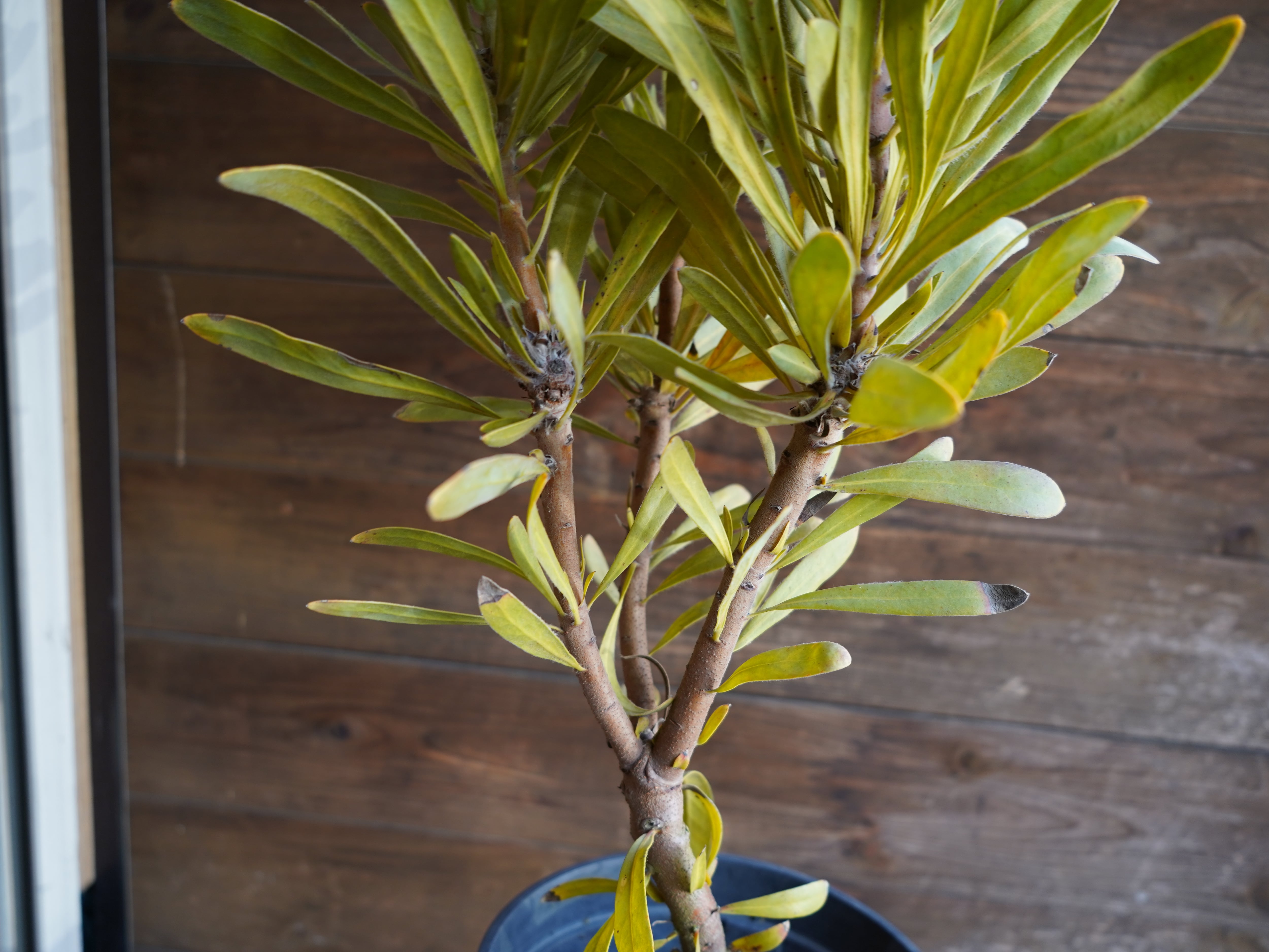 【現物】プロテア　”ポッサムマジック”