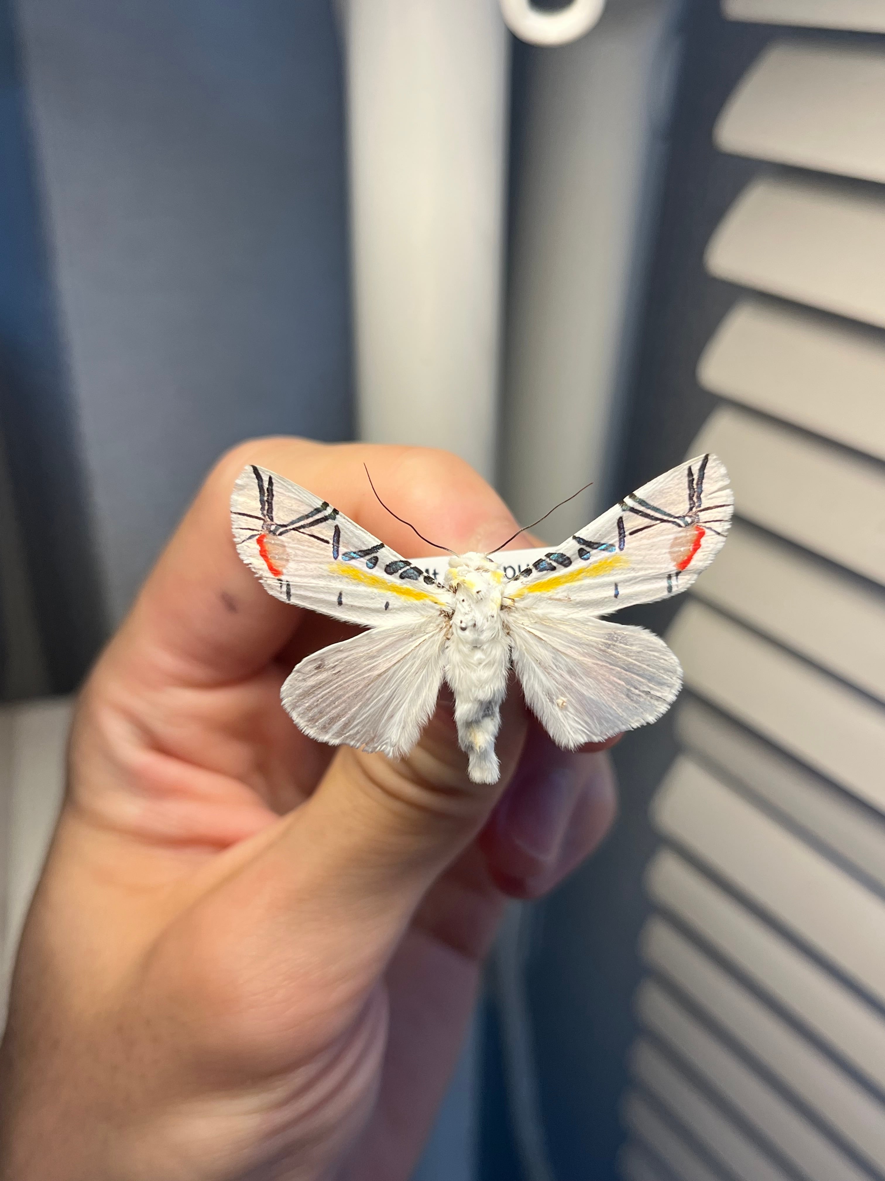 【LAST個体】ピカソモスタナバタユタカヤガ蛾ルナモスミズアオモルフォチョウアゲ LAST個体】ピカソモスタナバタユタカヤガ蛾ルナモスミズアオモルフォ