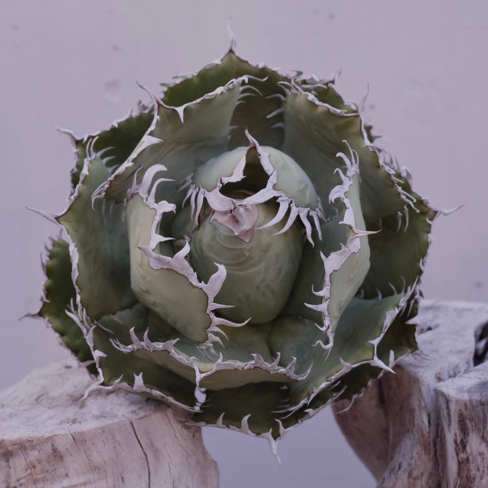 【初回売り出しより半額SALE】Agavetitanota\"フィリグリー\"ミクロ アガベ チタノタ フィリグリー ／Agave titanota 