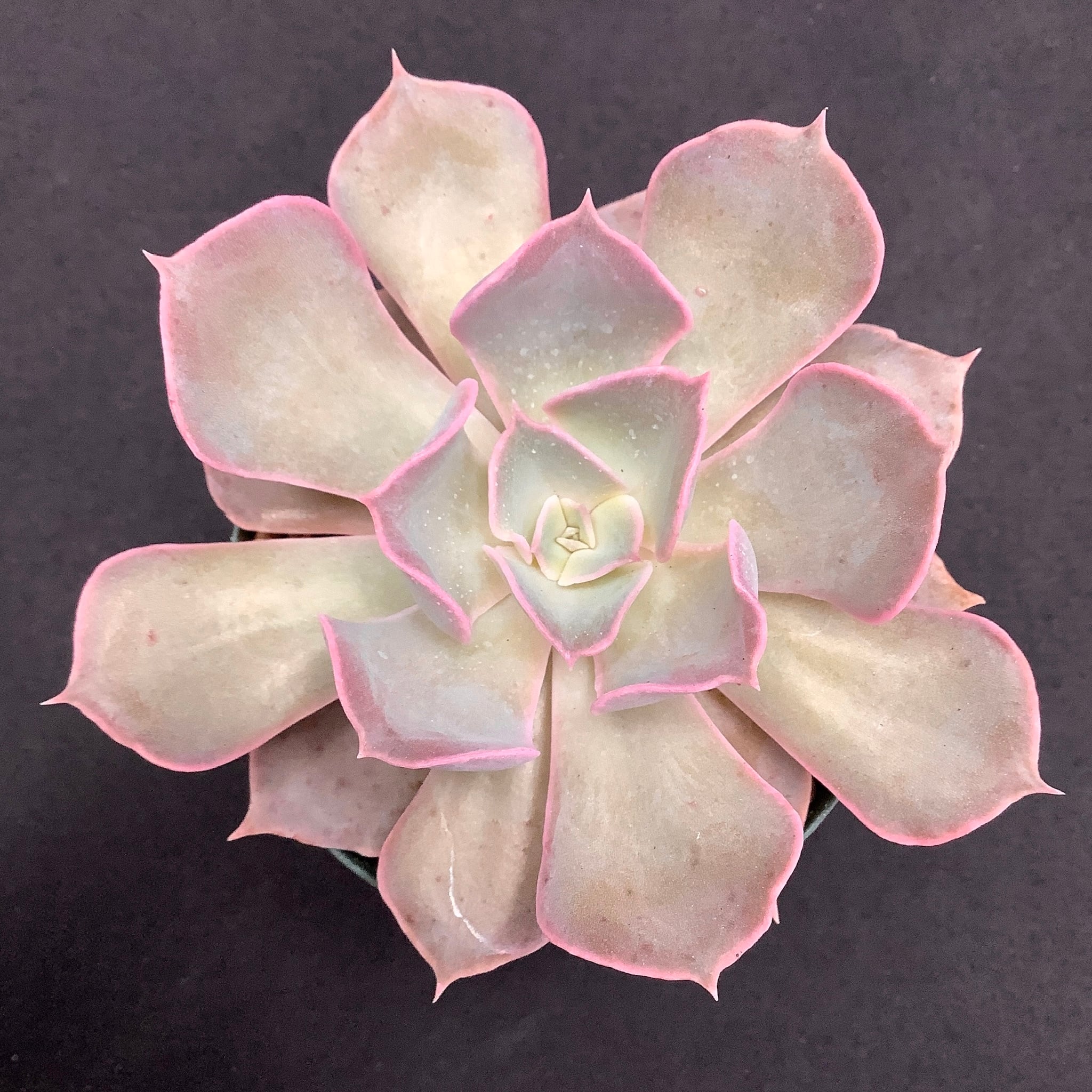 厳選苗✨初梅✨多肉アンさん 厳選苗✨初梅✨多肉アンさん