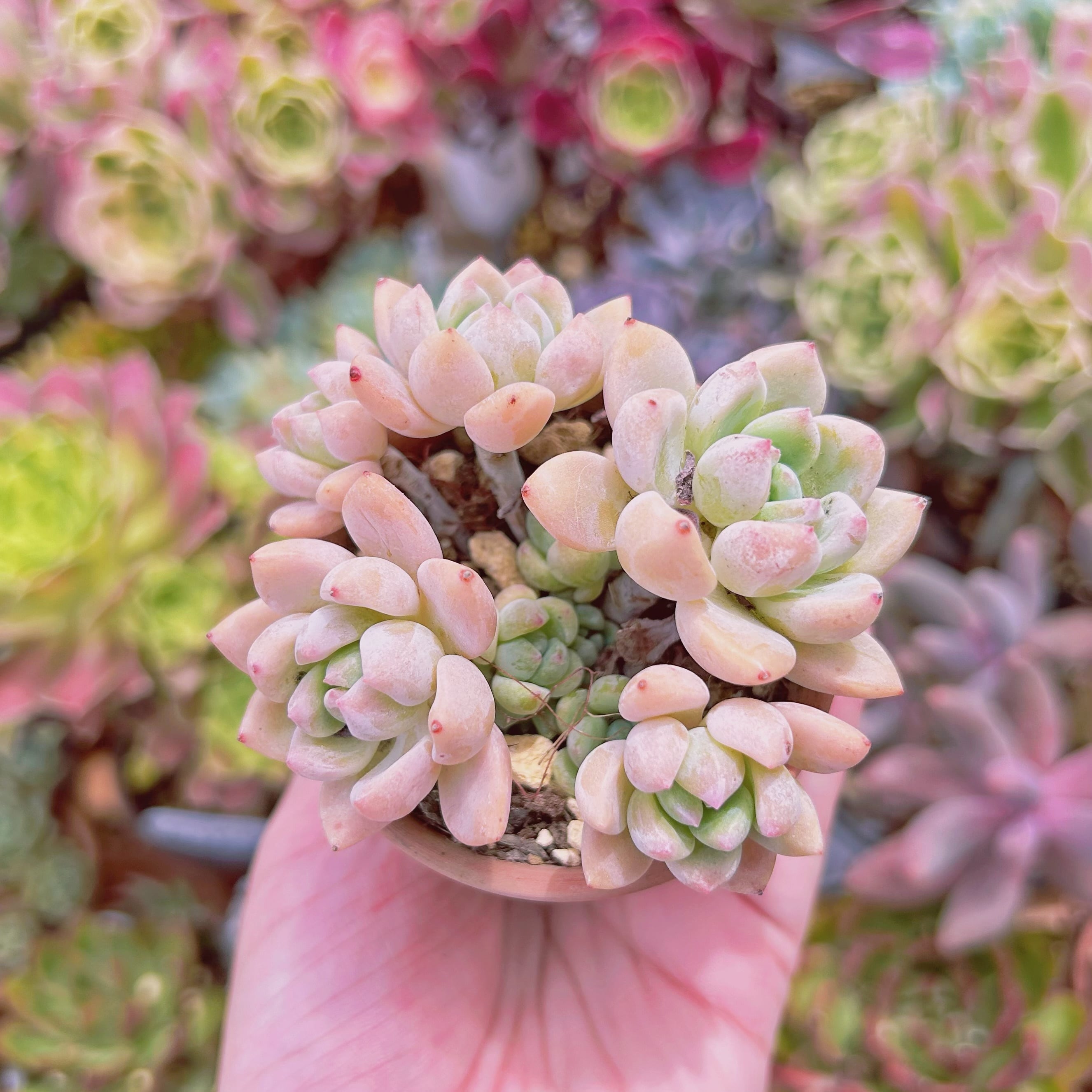 247現物 多肉植物 千本桜 抜き苗 | るる農園~多肉植物専門