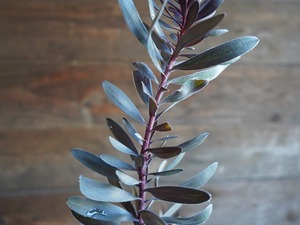 【現物】リューカデンドロン　”エボニー”　A