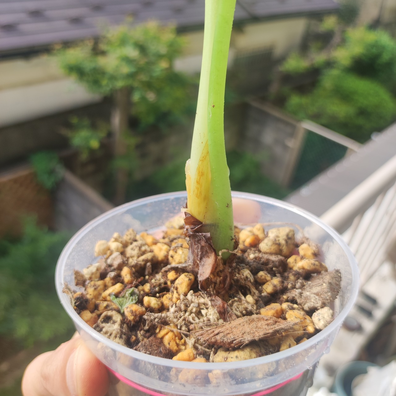 アロカシア・ワトソニア / Alocasia Watsoniana