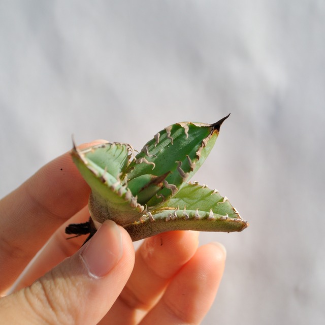 アガベ チタノタ ライトリー ホワイト ソーン セレクション No.7