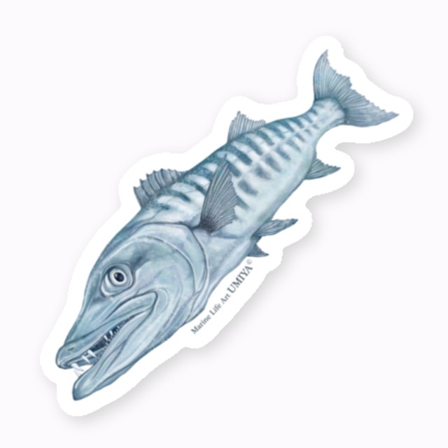 海の生きものステッカー（ニシキテグリ−オス）