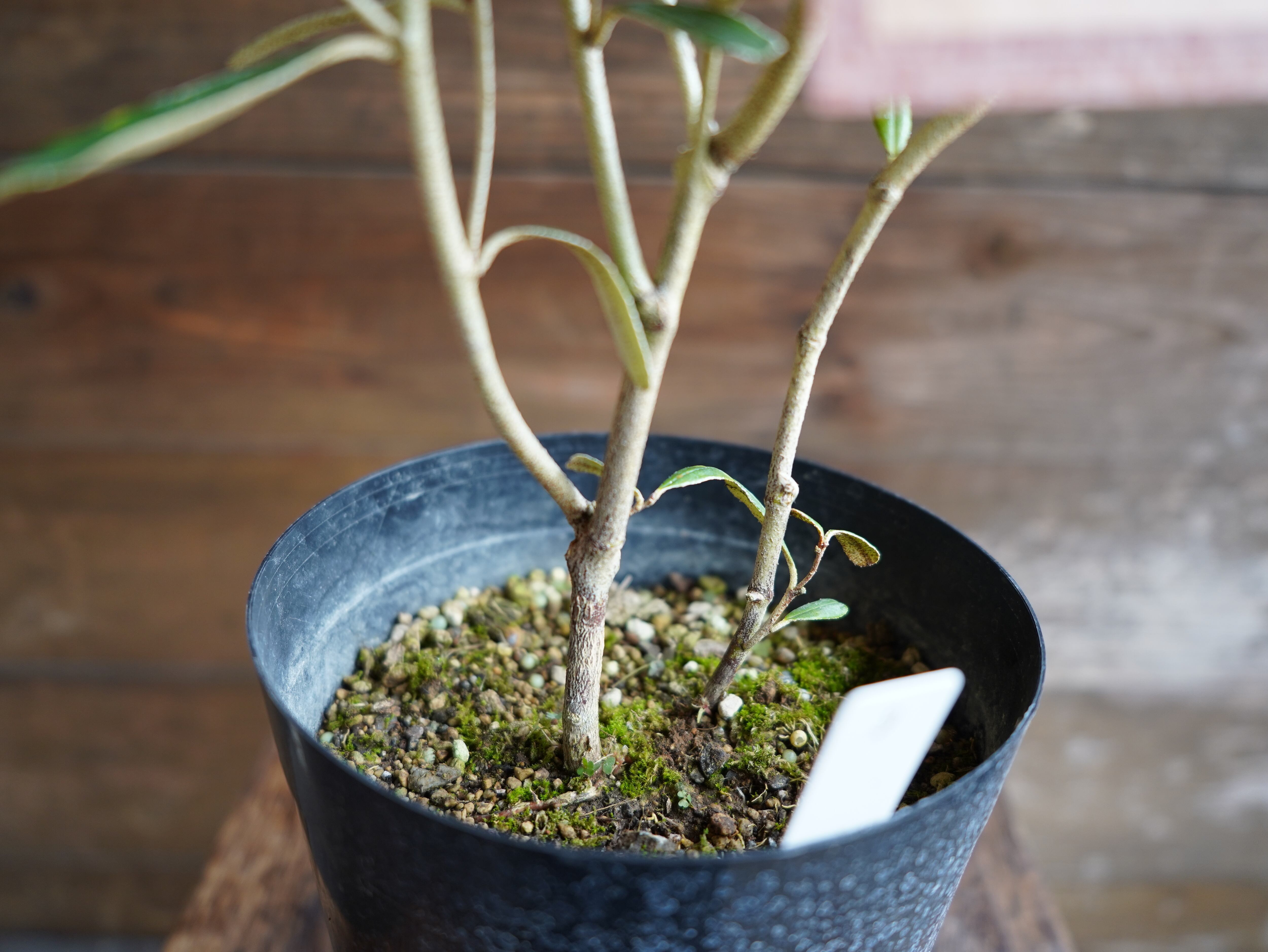 【現物】フェバリウム　B