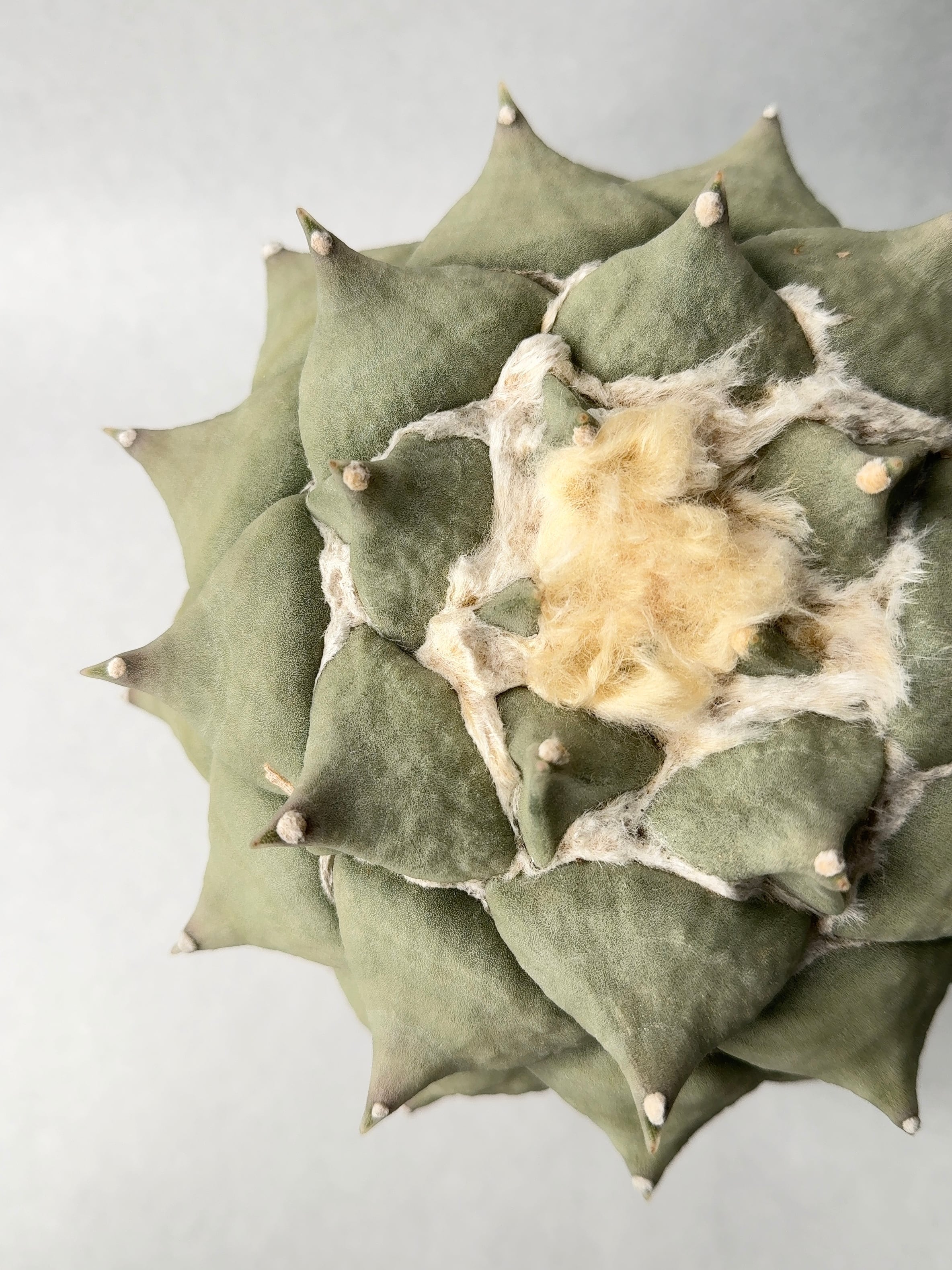 アリオカルプス・花牡丹 | trigger