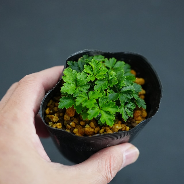 バイカオウレン Coptis quinquefolia 苔テラリウム作製用素材
