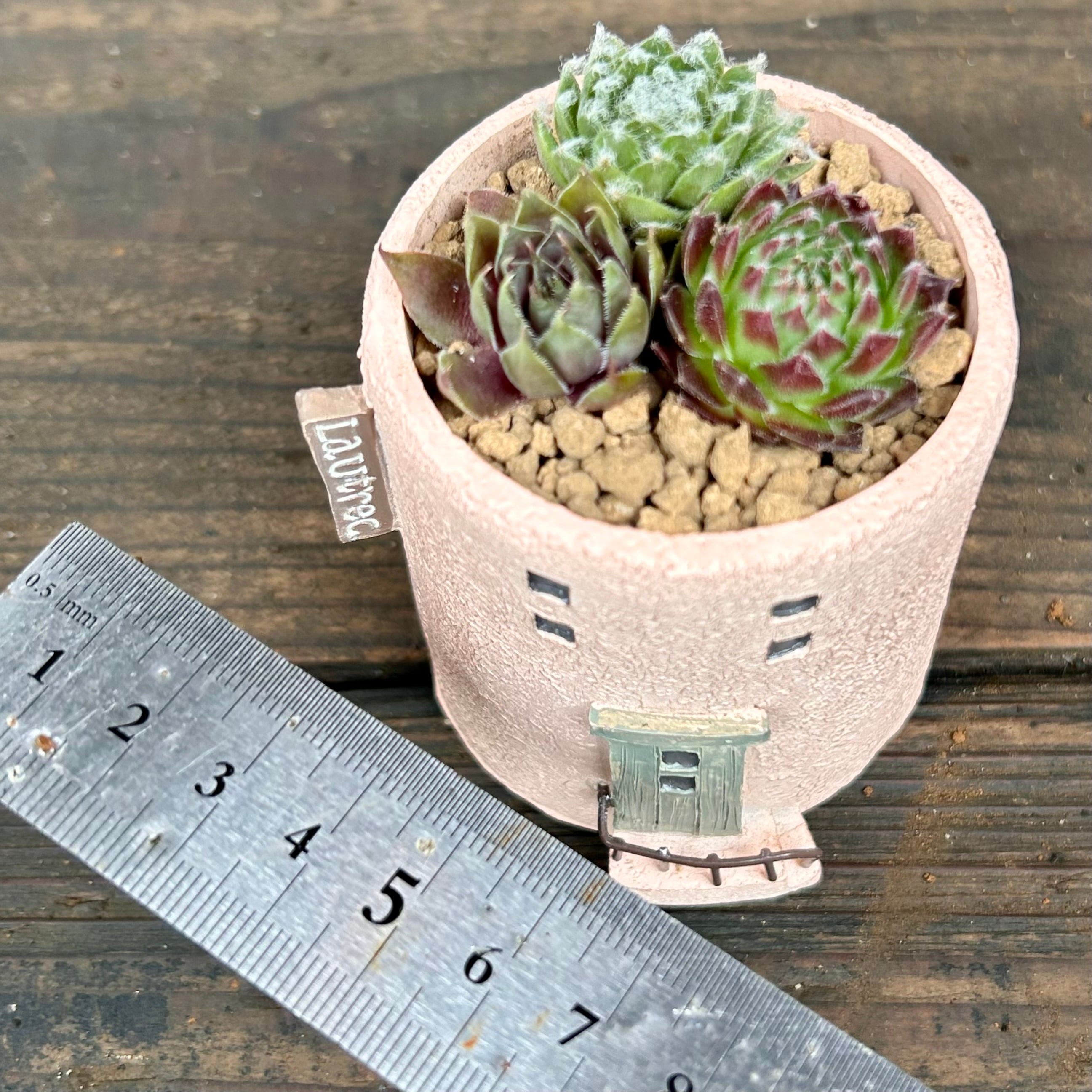 T)センペル寄せ植え(鉢付き | RuPo 多肉植物専門店