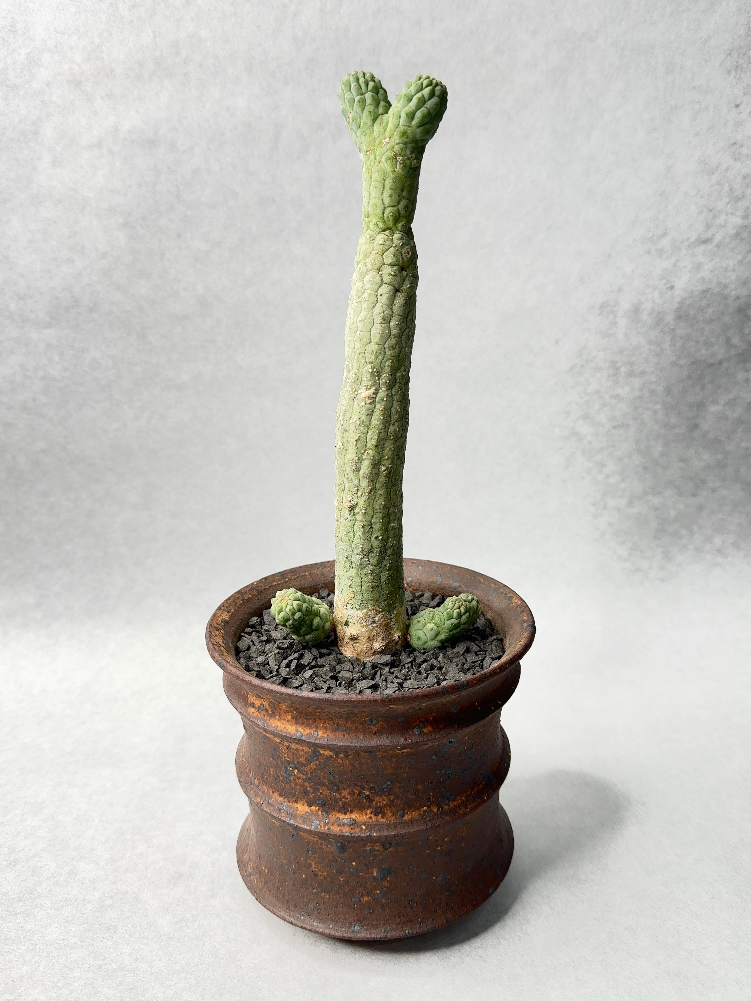 ラブラニア・ハーグネラエ