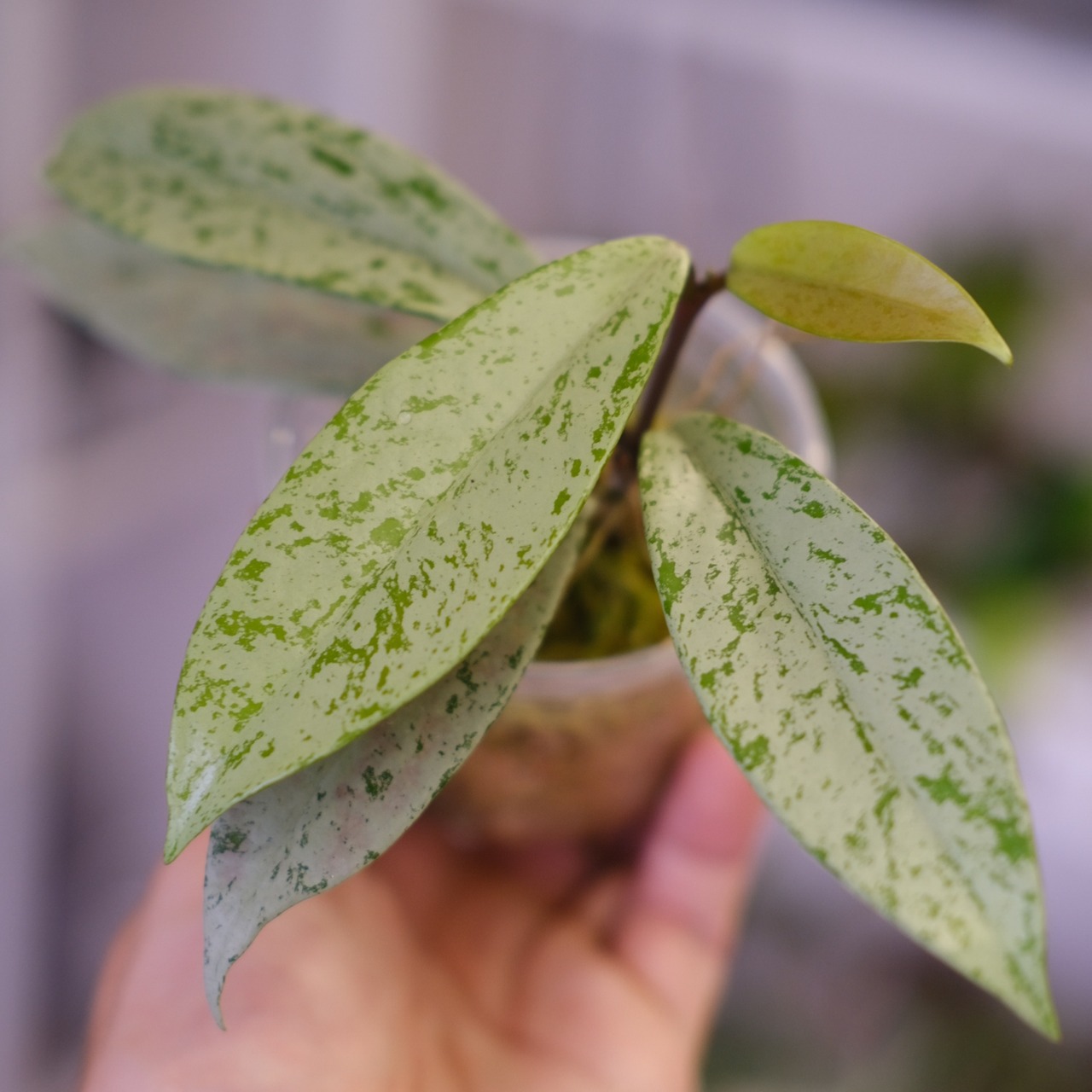 Hoya pubicaly x Pink Silver Ghost④ / ホヤ プビカリクス×ピンク シルバーゴースト