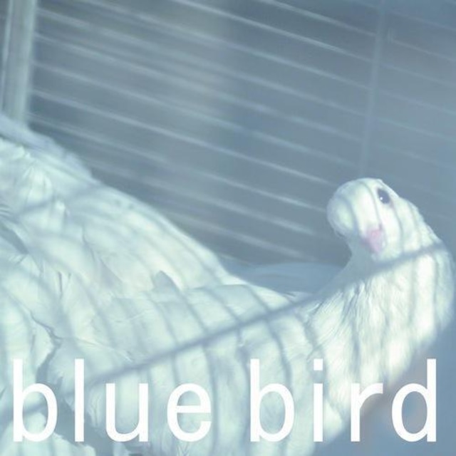 blue bird - halos - [RTR-10100] CD