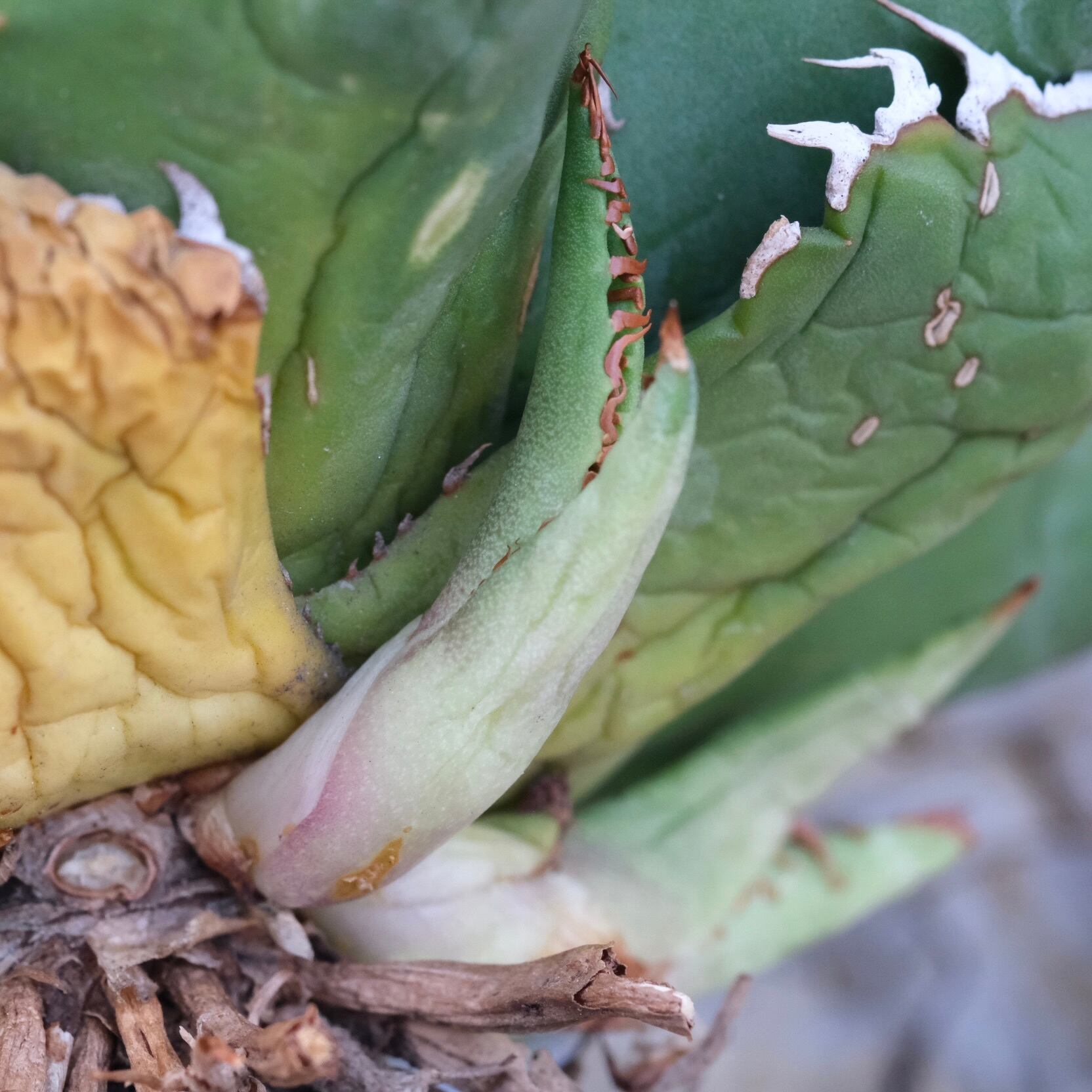 Agave titanota Wabi 狂棘夕映 ф 18cm （子株付） | wabi