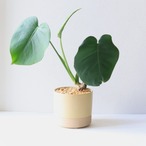 【グリーン】モンステラ